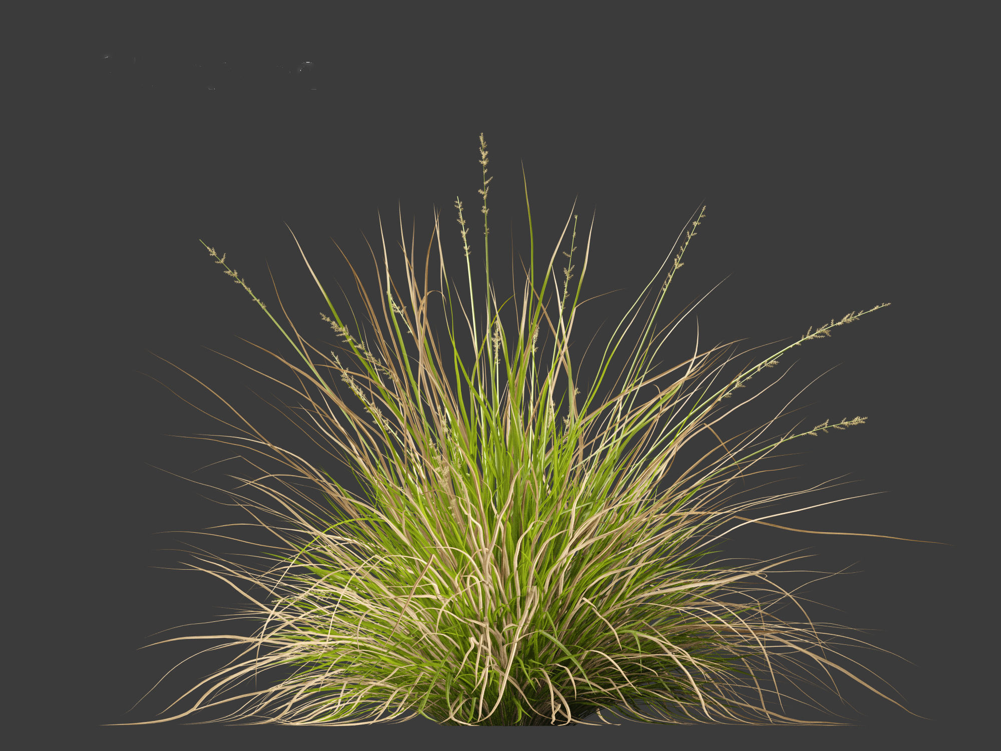 Carex appressa - tall sedge 3D model_10