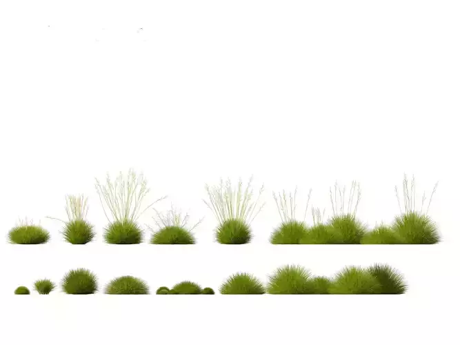 Festuca gautieri -  bearskin fescue 3D model