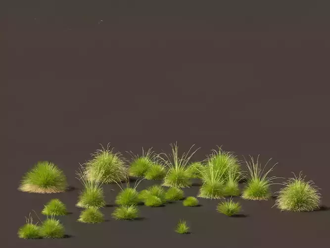 Festuca mairei - Mt Atlas Fescue 3D model