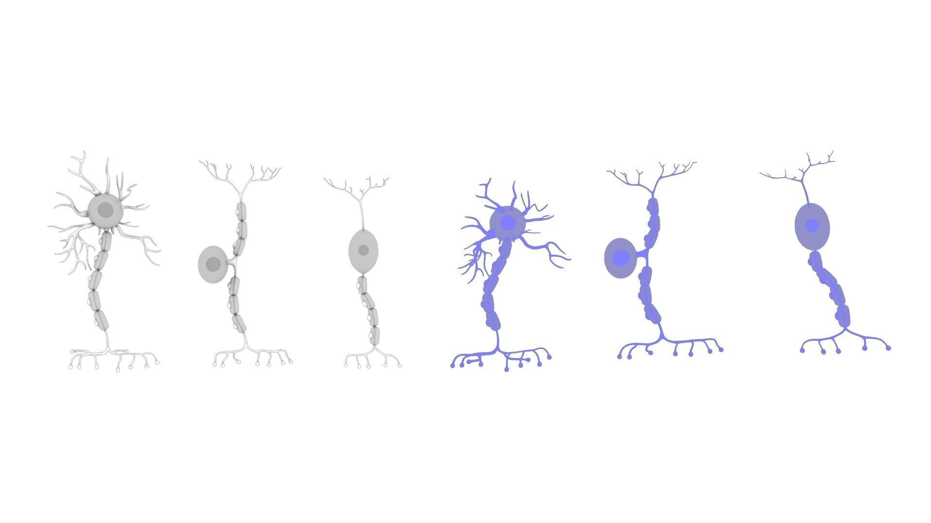 Types of Neurons 3D model_6