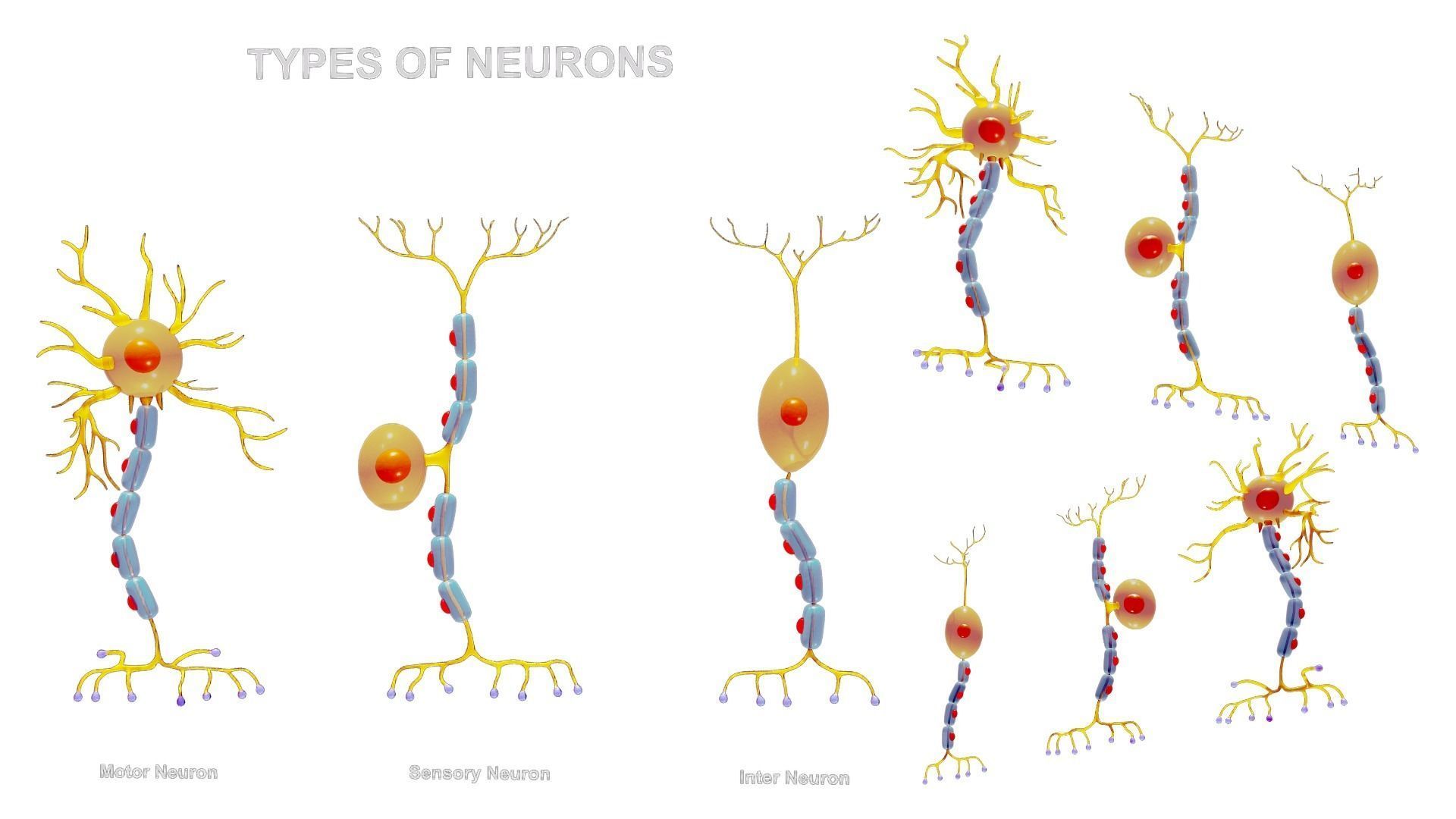 Types of Neurons 3D model_1