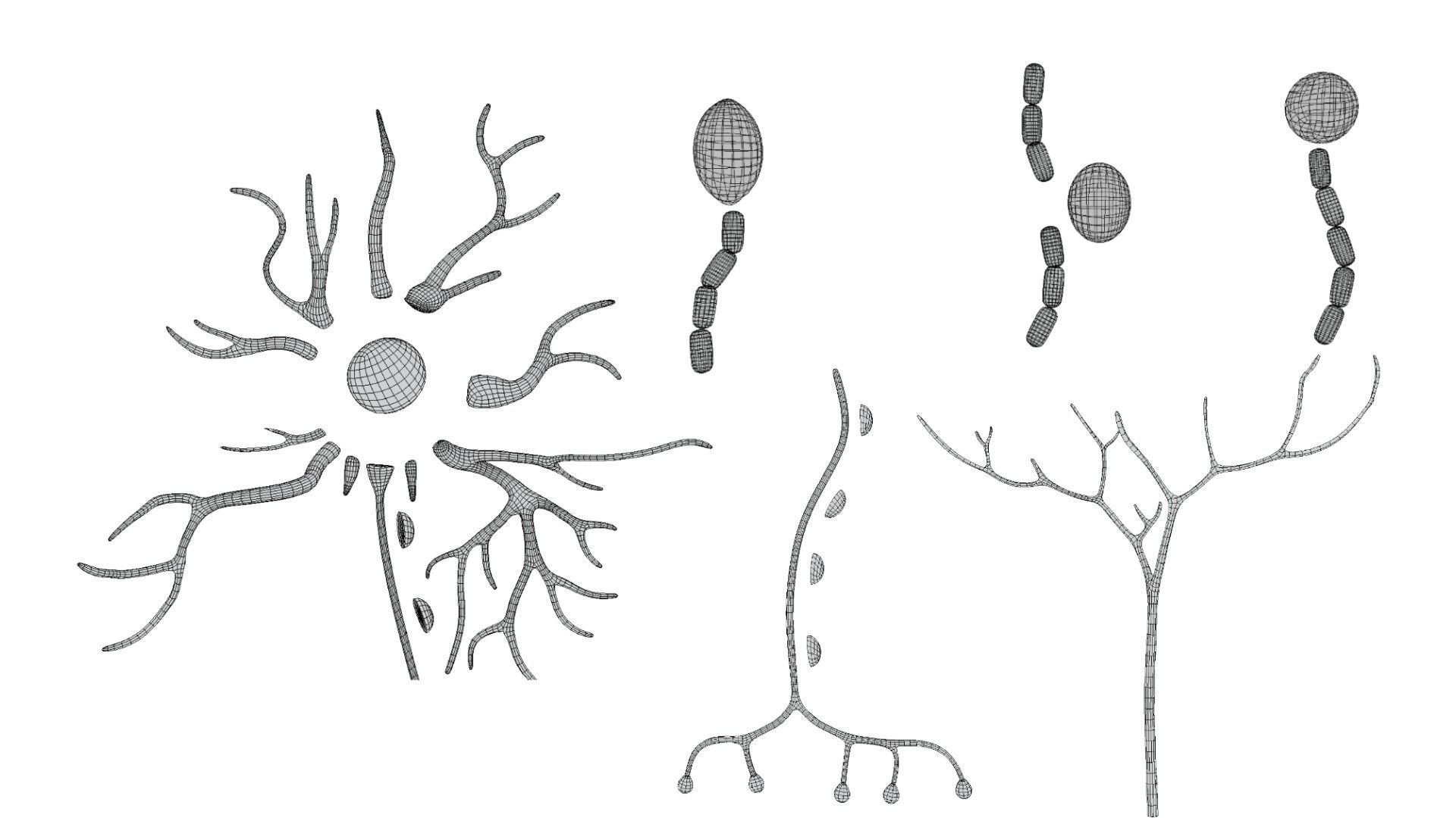 Types of Neurons 3D model_8