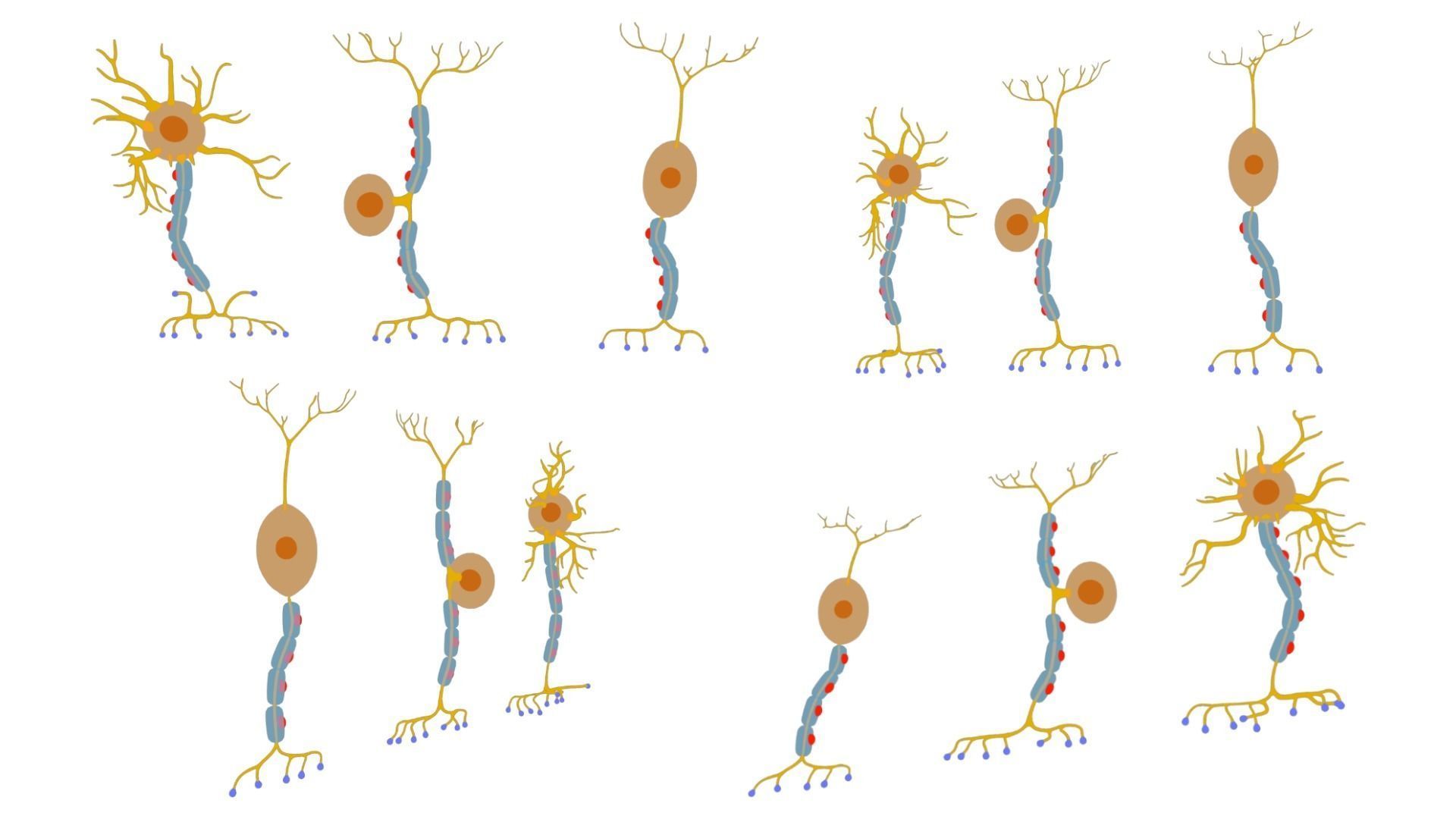 Types of Neurons 3D model_4
