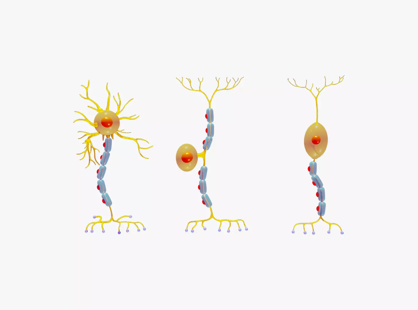 Types of Neurons 3D model_0