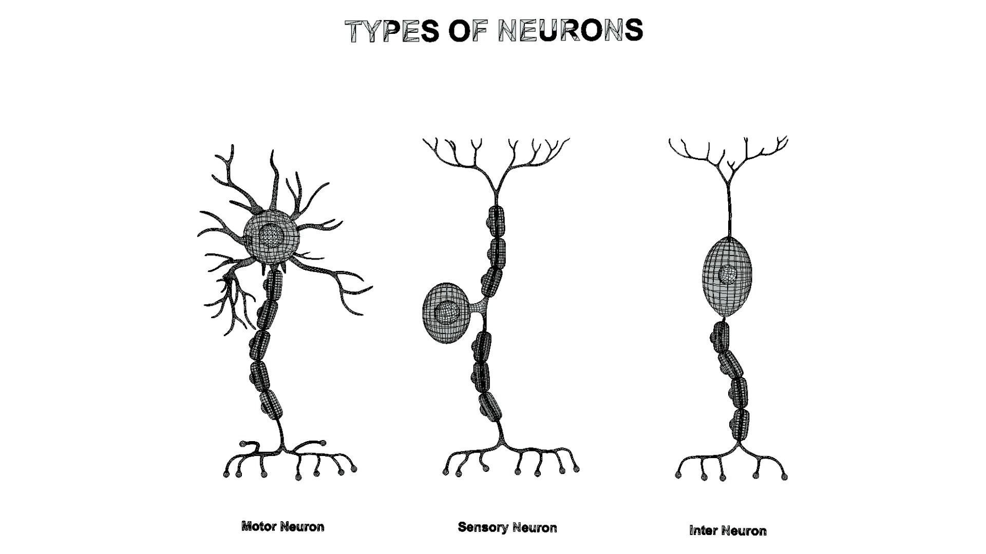 Types of Neurons 3D model_7