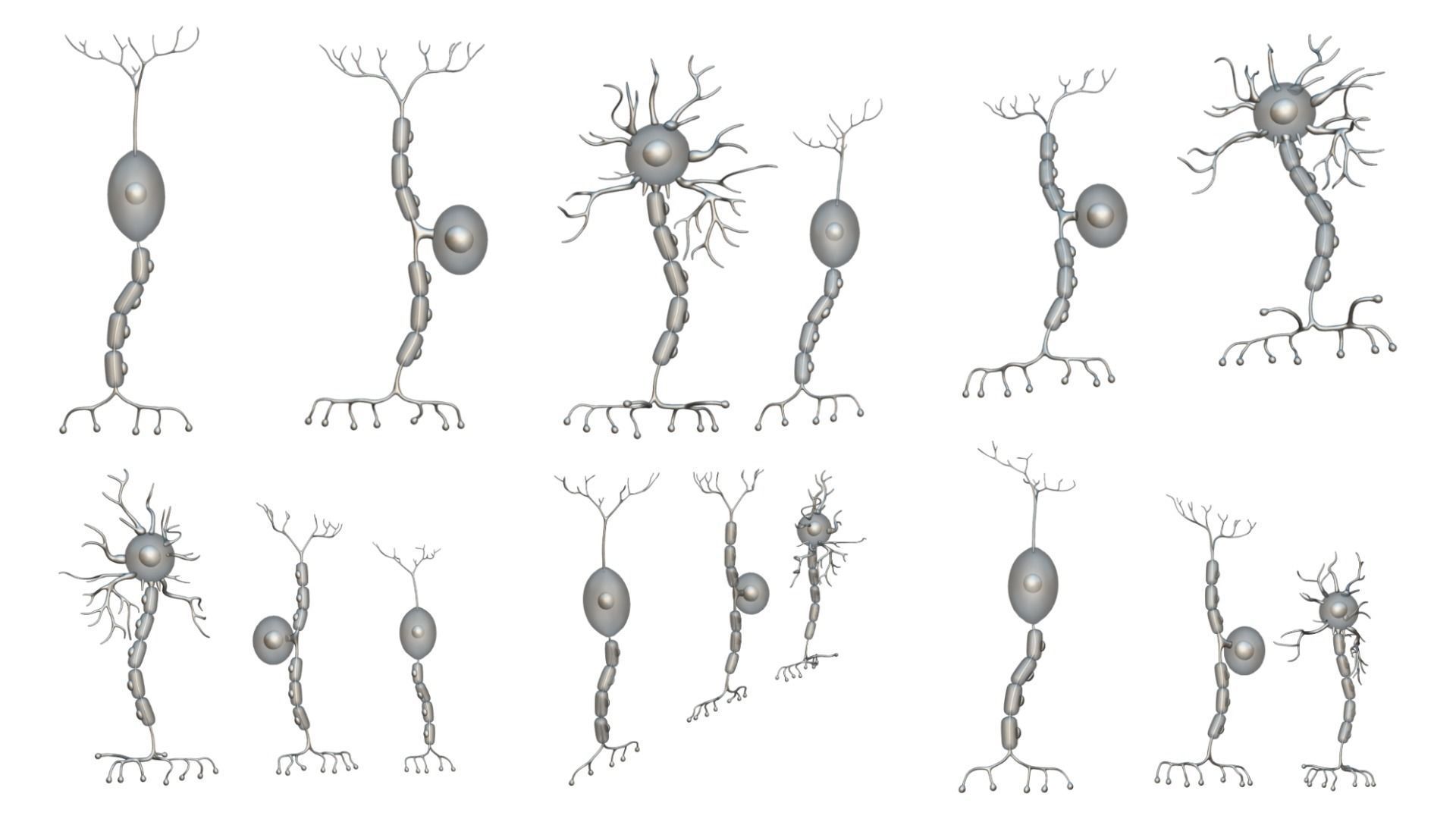 Types of Neurons 3D model_5