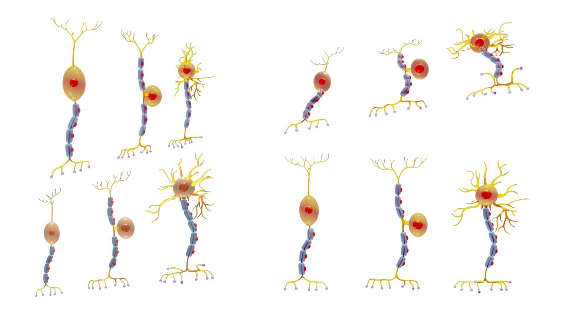 Types of Neurons 3D model_2