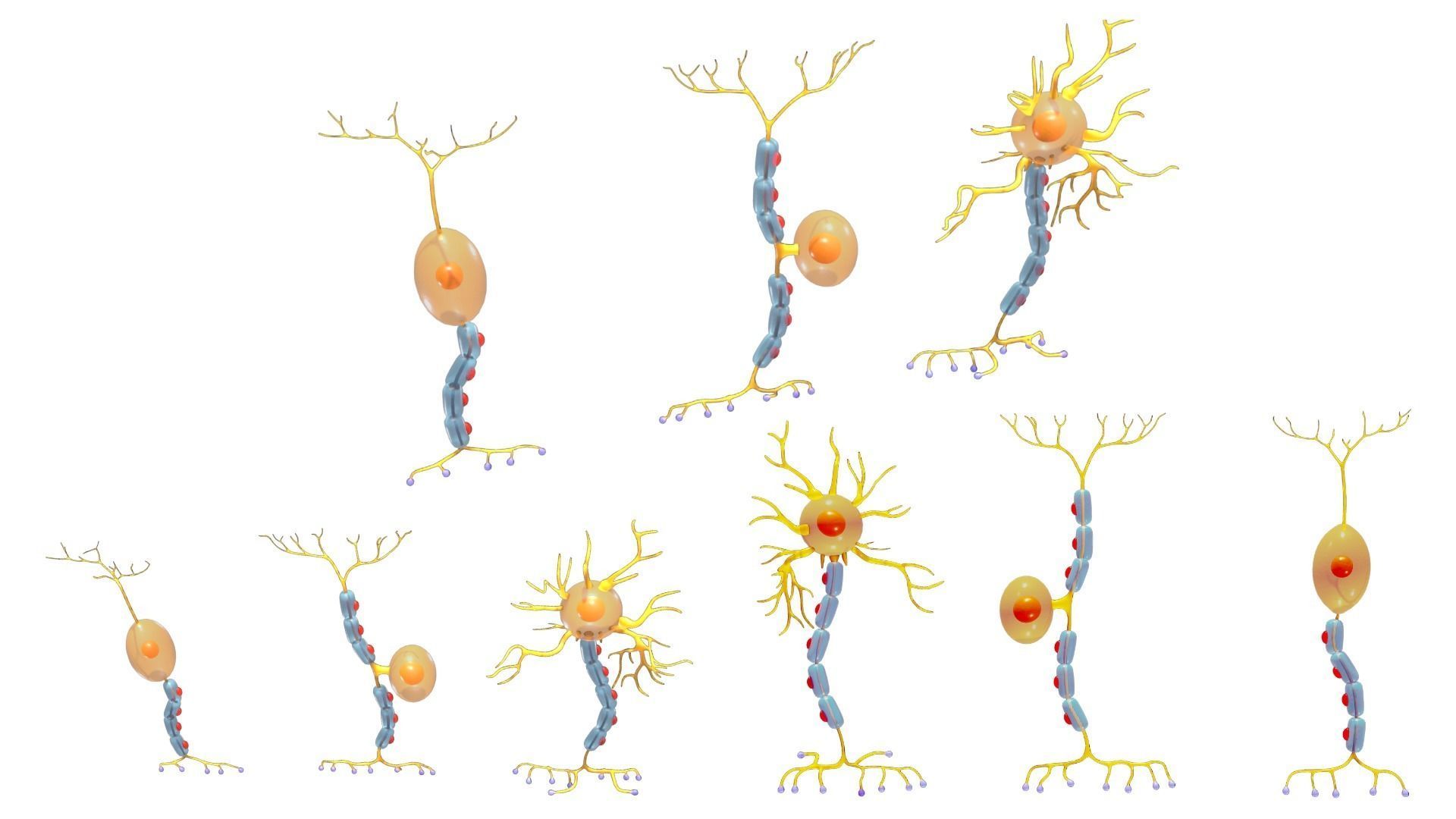 Types of Neurons 3D model_3