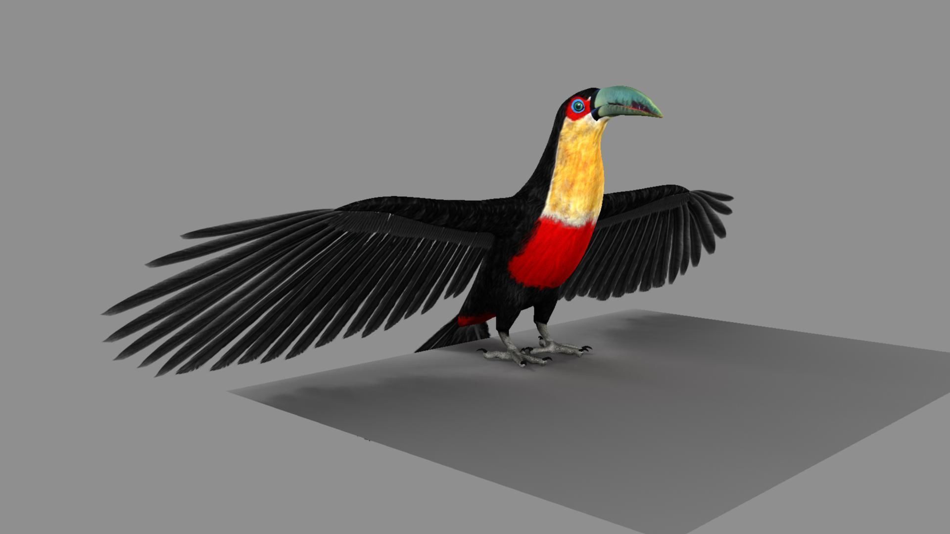 Red breasted toucan 3D model_45