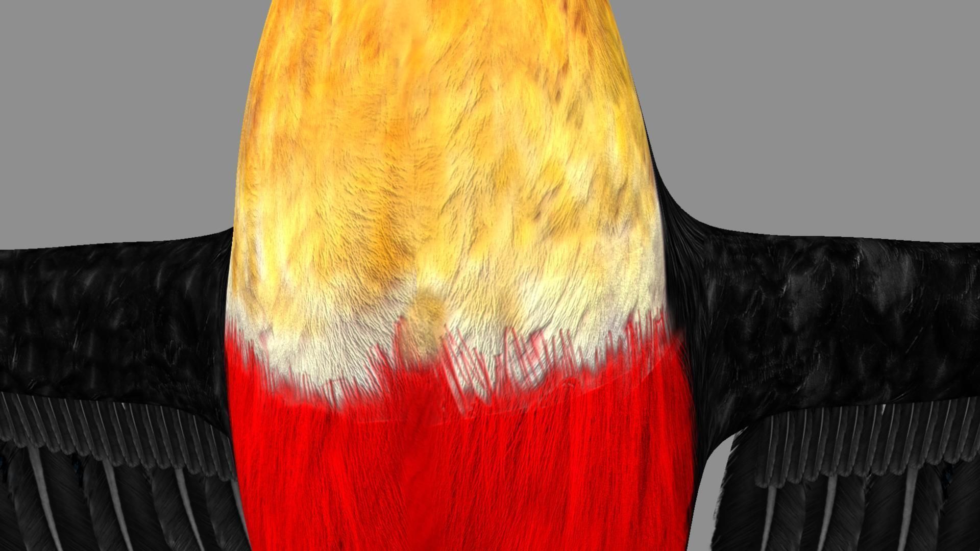 Red breasted toucan 3D model_10