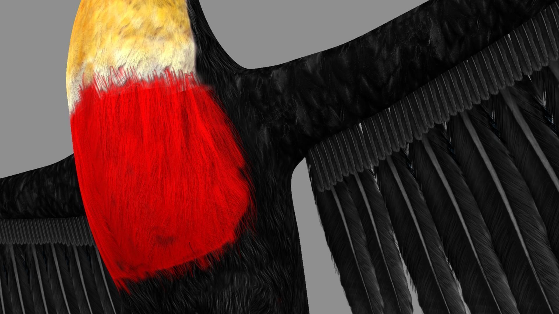 Red breasted toucan 3D model_13