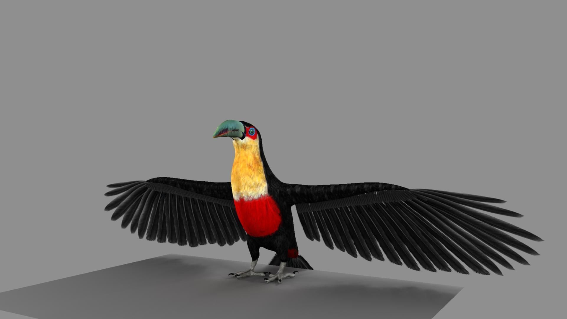 Red breasted toucan 3D model_12