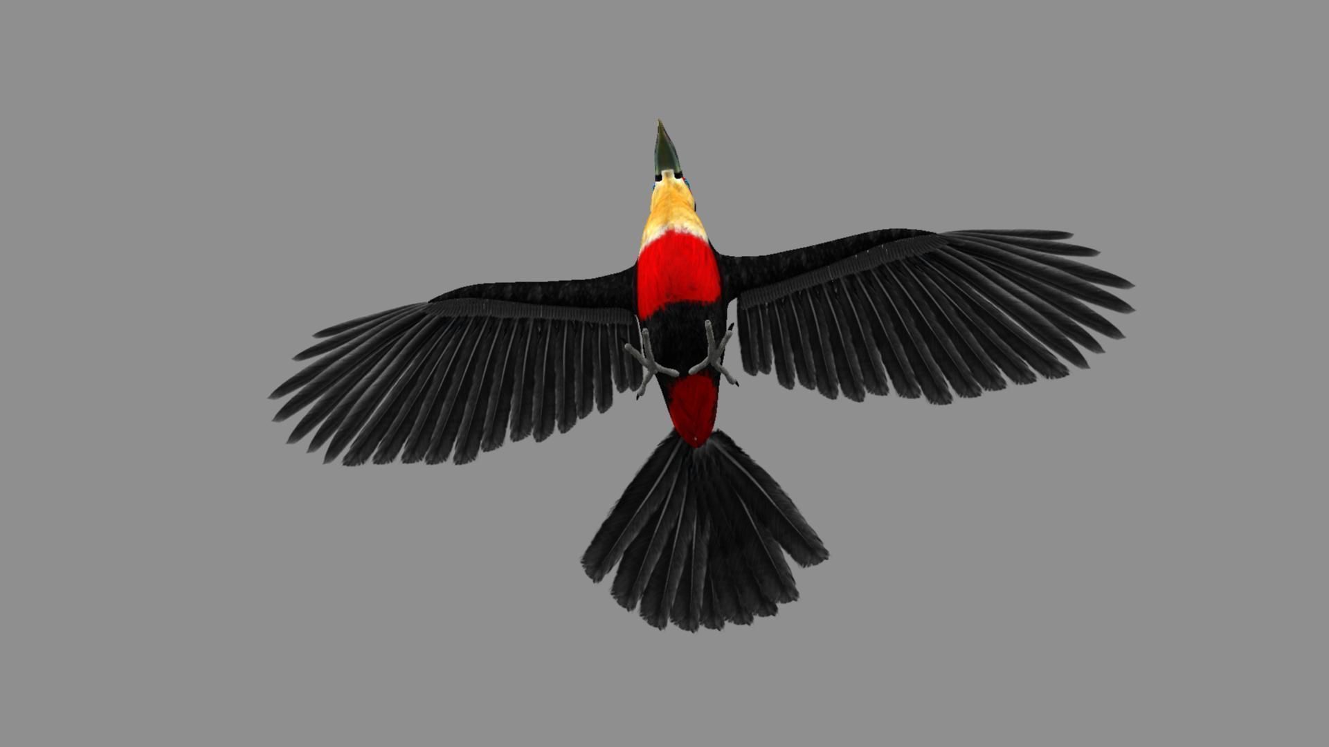 Red breasted toucan 3D model_18