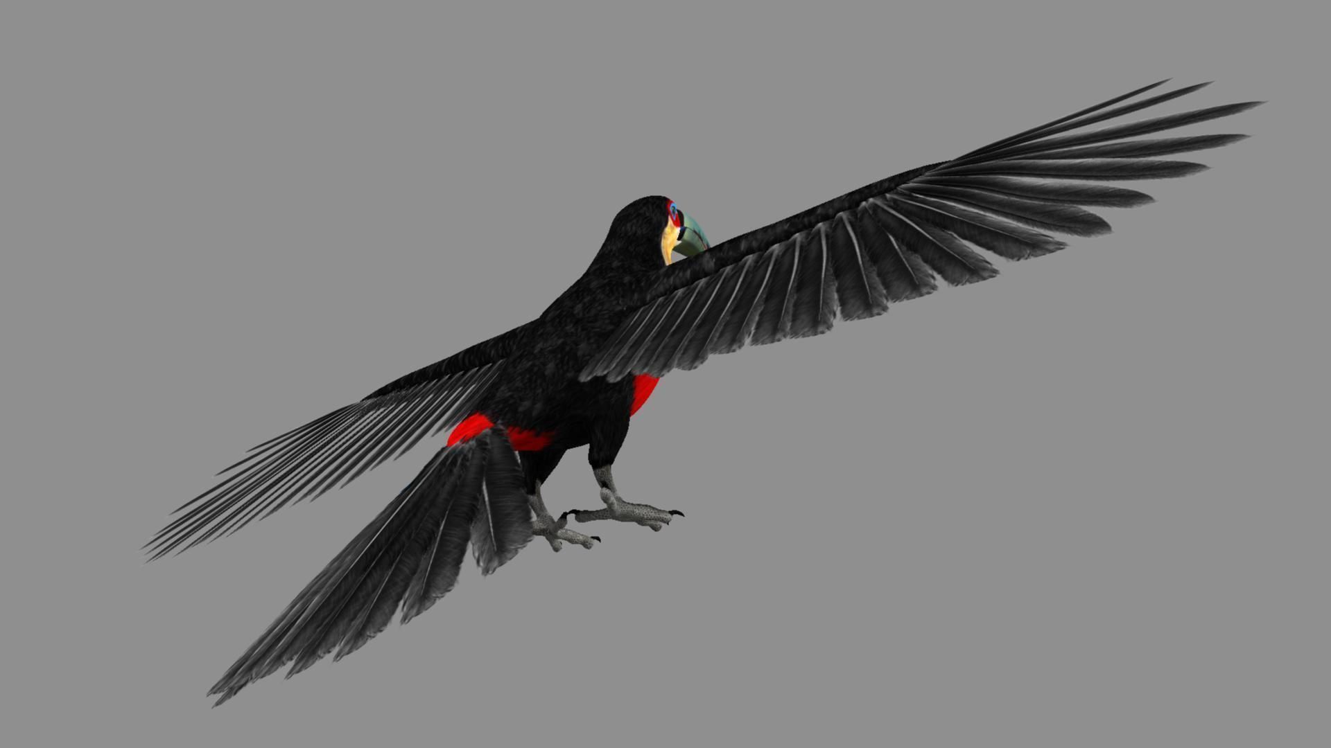 Red breasted toucan 3D model_7