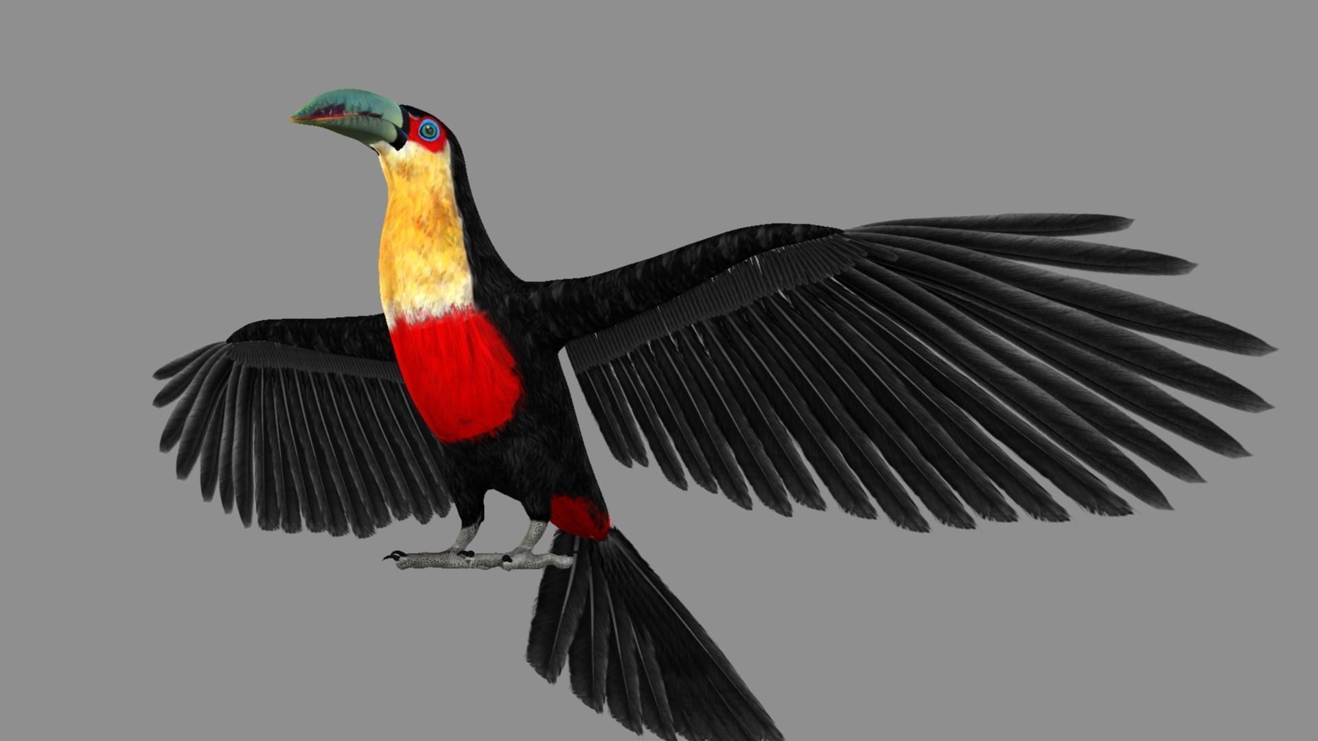 Red breasted toucan 3D model_9