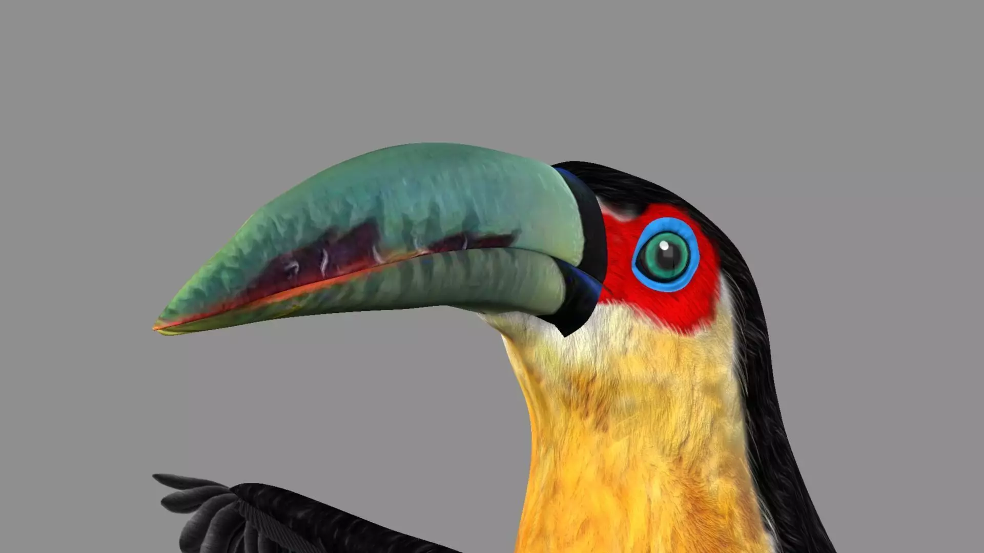 Red breasted toucan 3D model_0