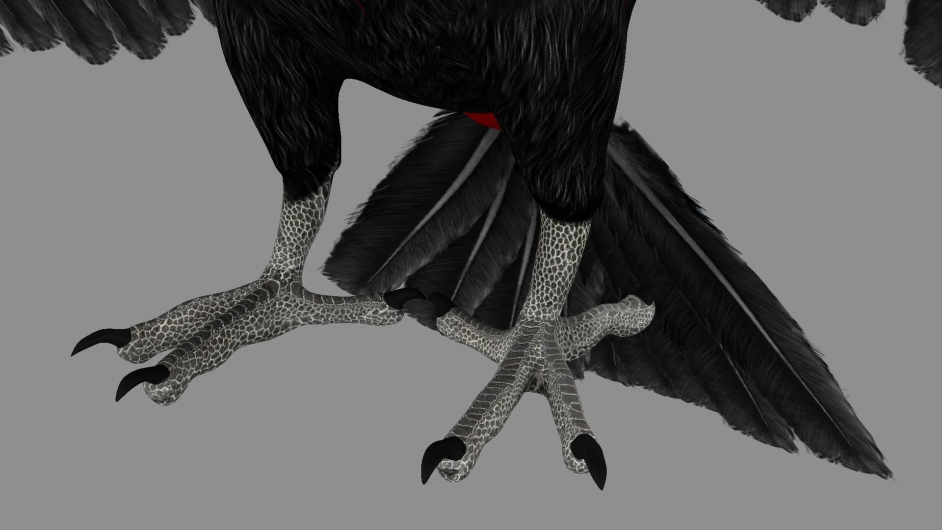 Red breasted toucan 3D model_2