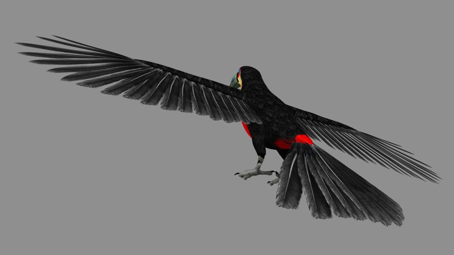 Red breasted toucan 3D model_6