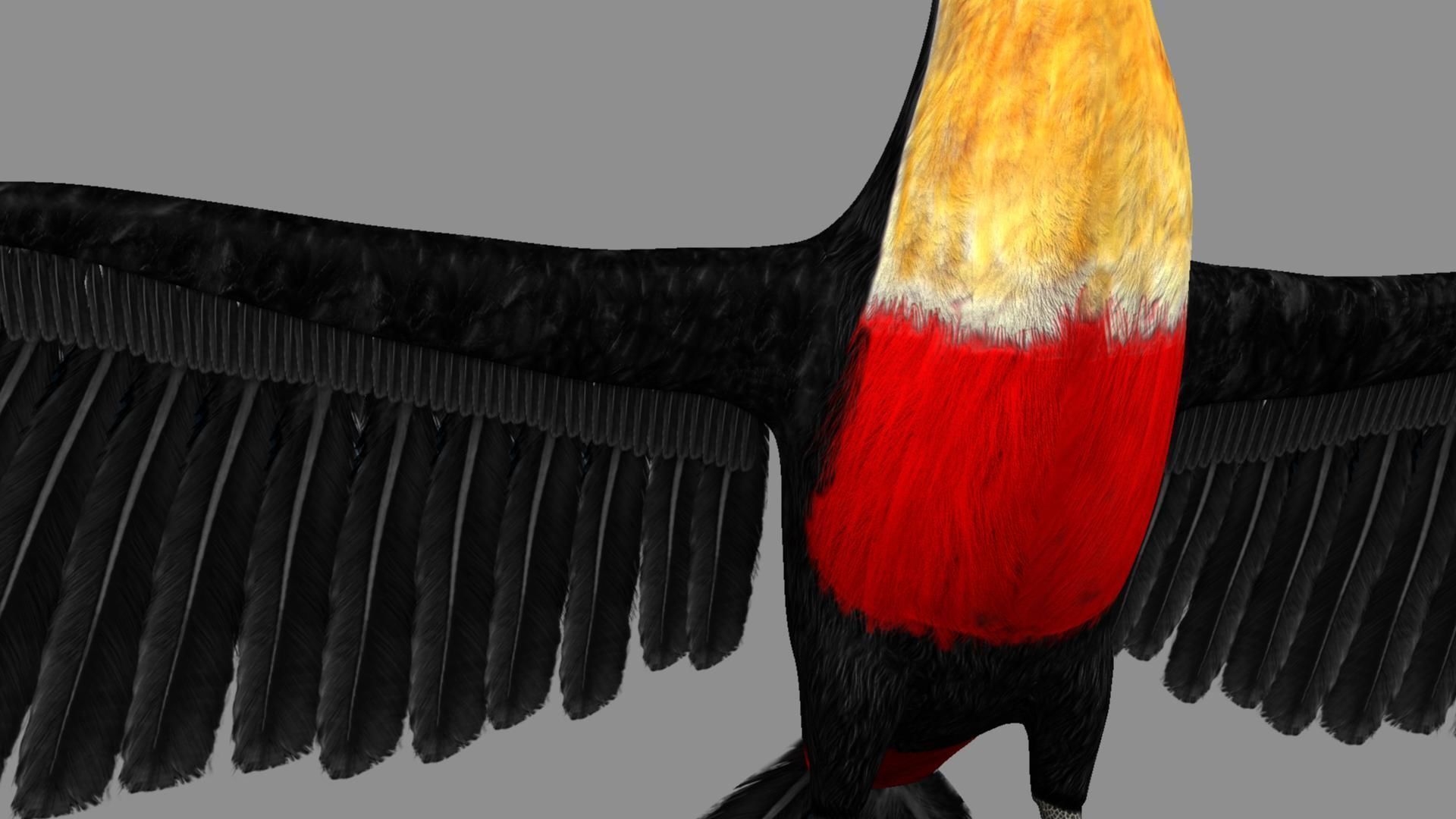 Red breasted toucan 3D model_47