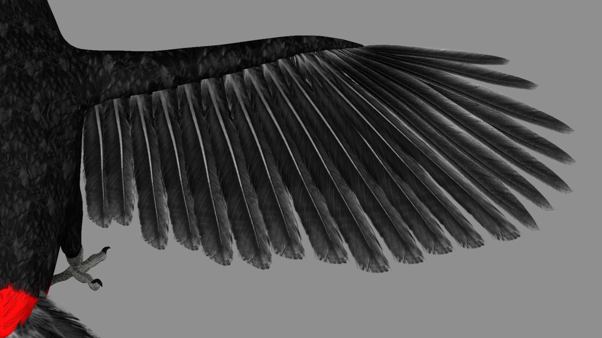 Red breasted toucan 3D model_49