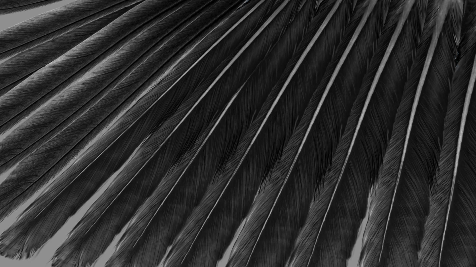 Red breasted toucan 3D model_15