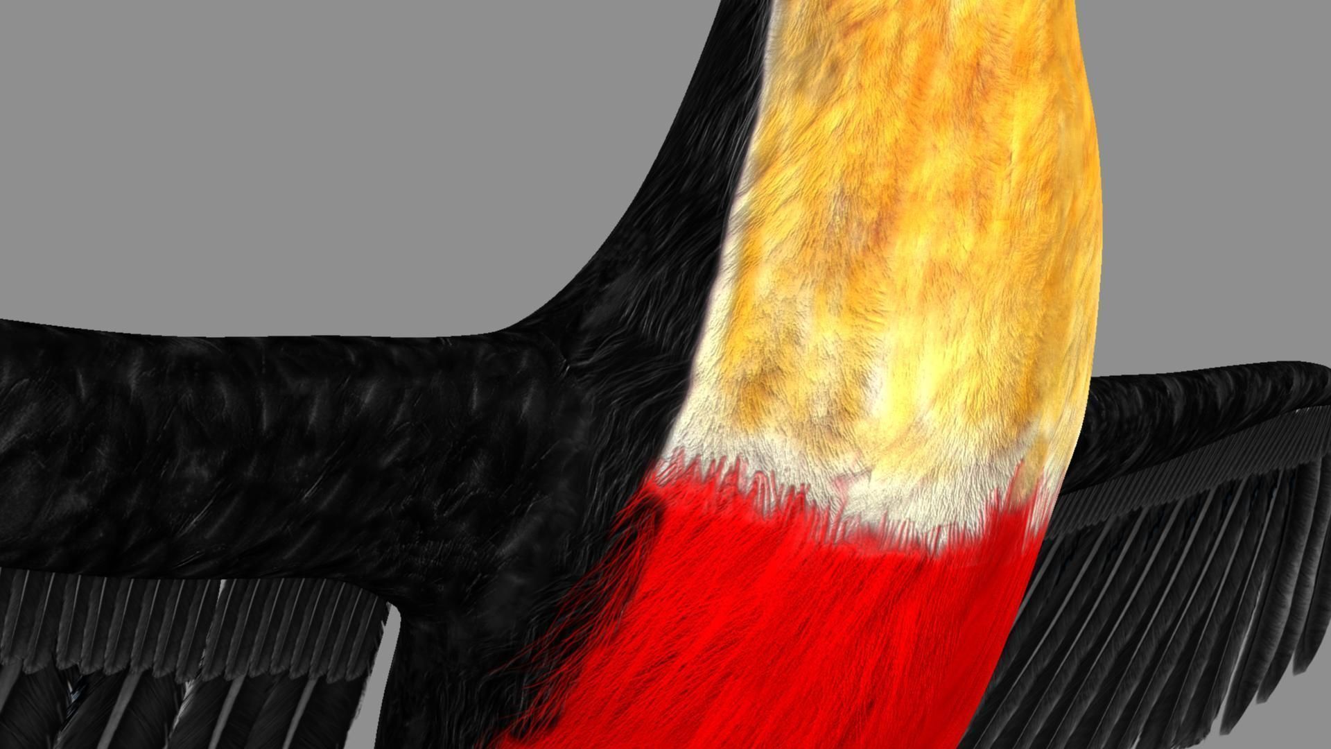 Red breasted toucan 3D model_11