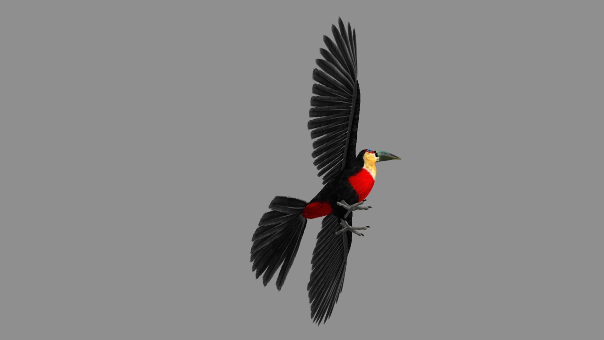 Red breasted toucan 3D model_16