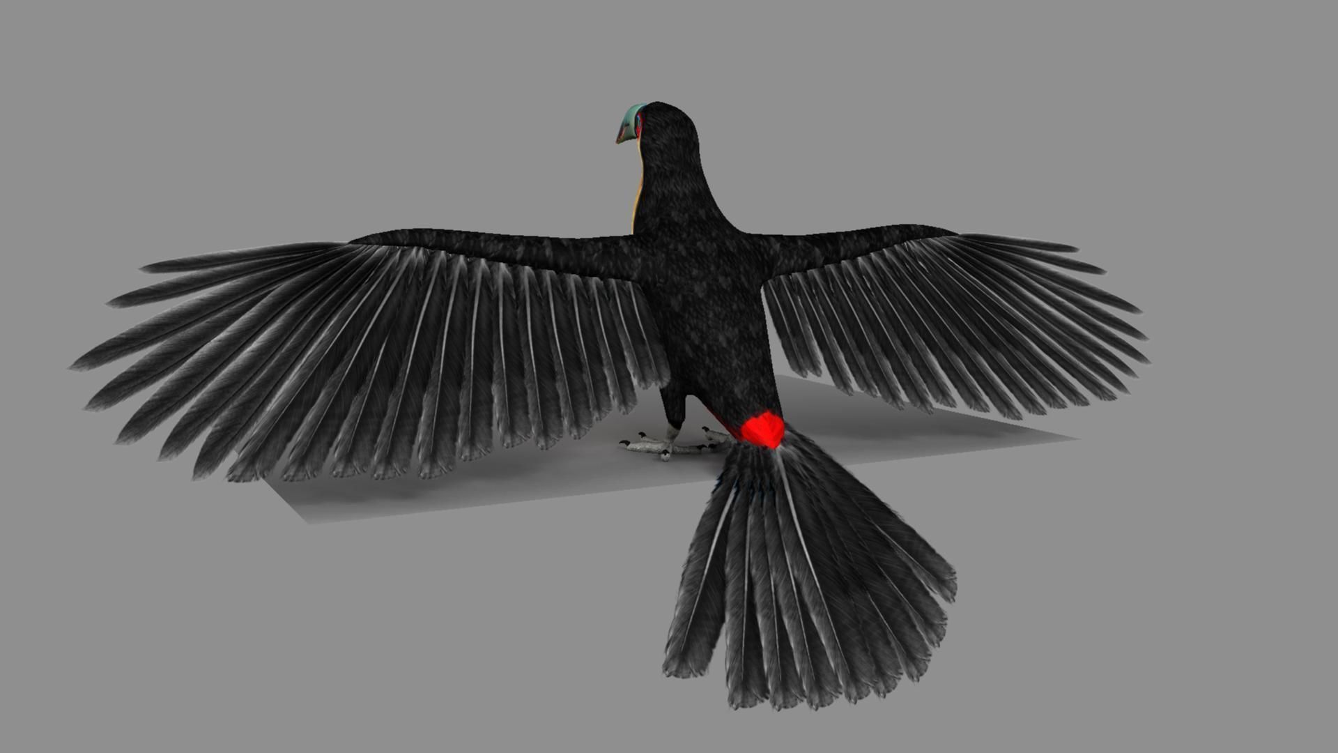 Red breasted toucan 3D model_34