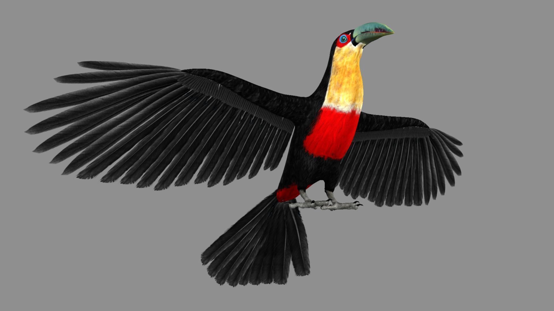 Red breasted toucan 3D model_8