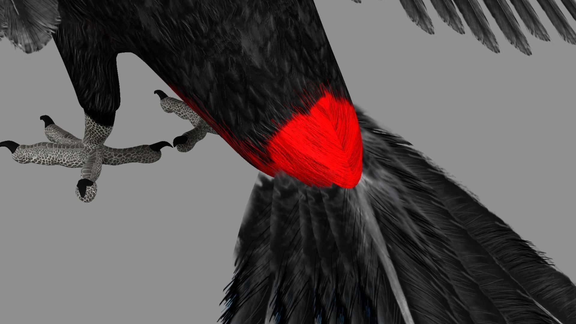 Red breasted toucan 3D model_17