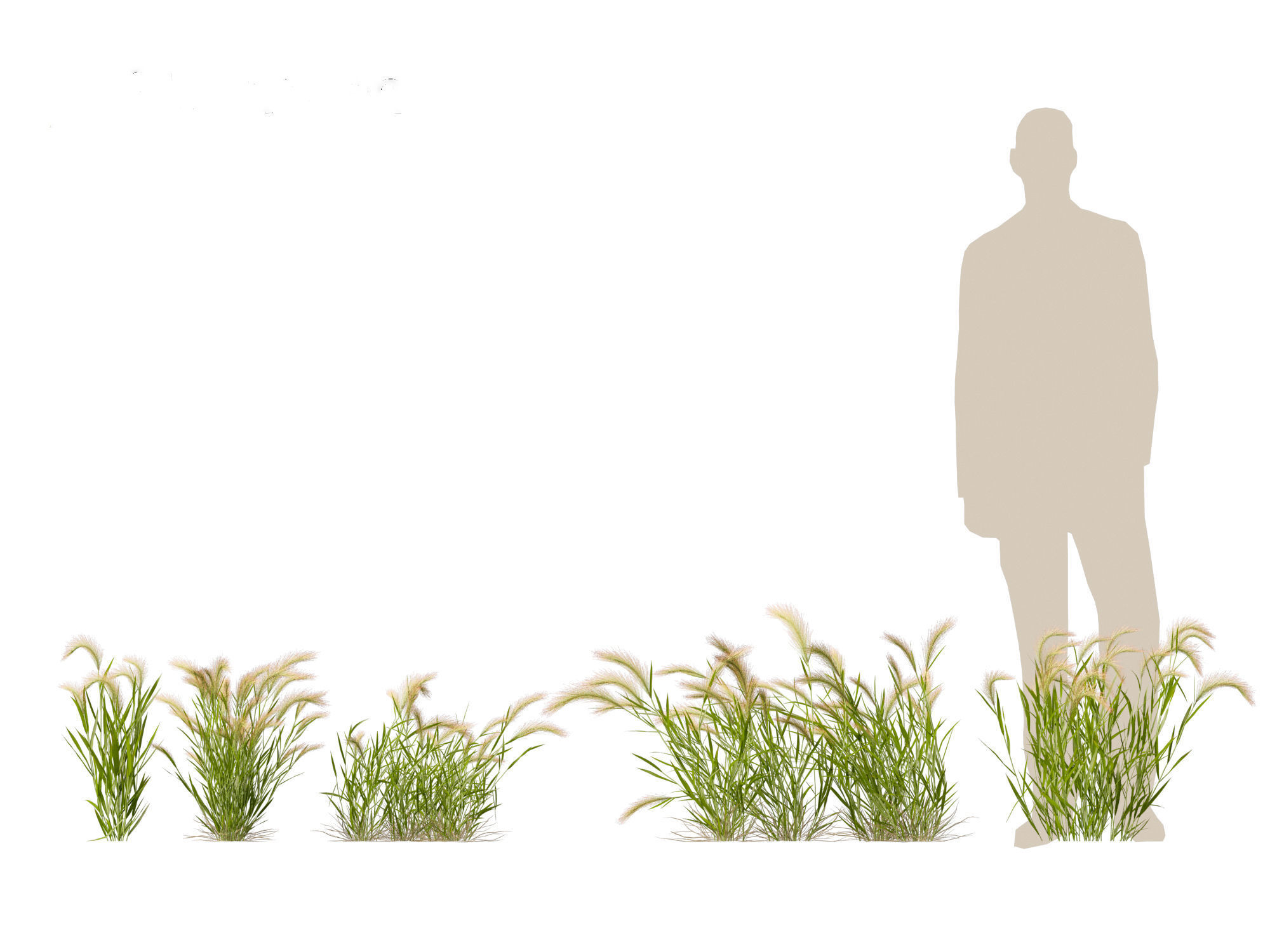 Hordeum jubatum - Foxtail Barley 3D model_15