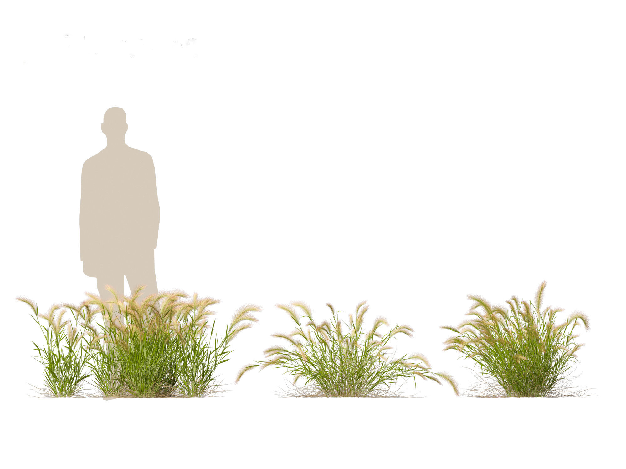 Hordeum jubatum - Foxtail Barley 3D model_18