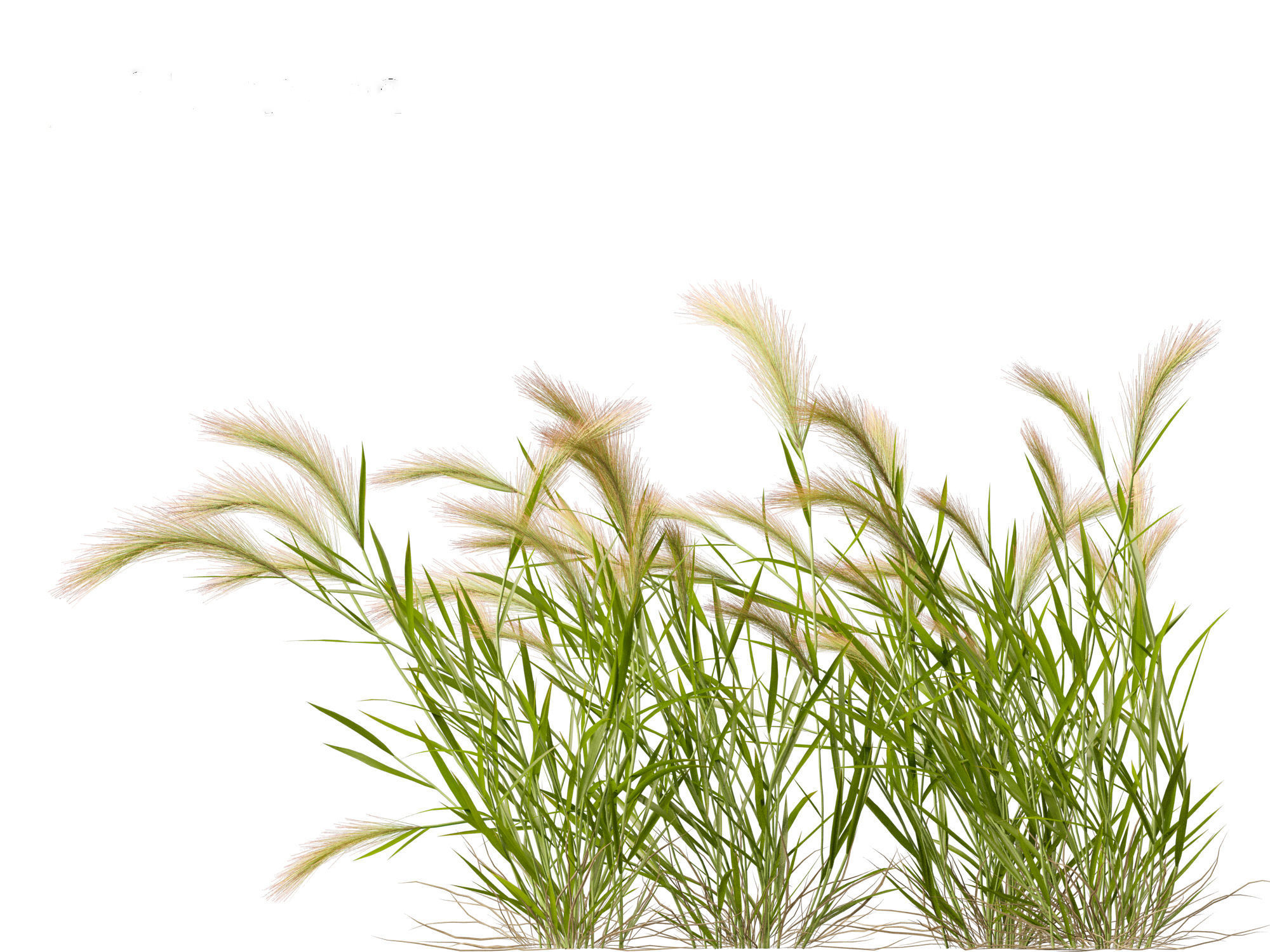 Hordeum jubatum - Foxtail Barley 3D model_8