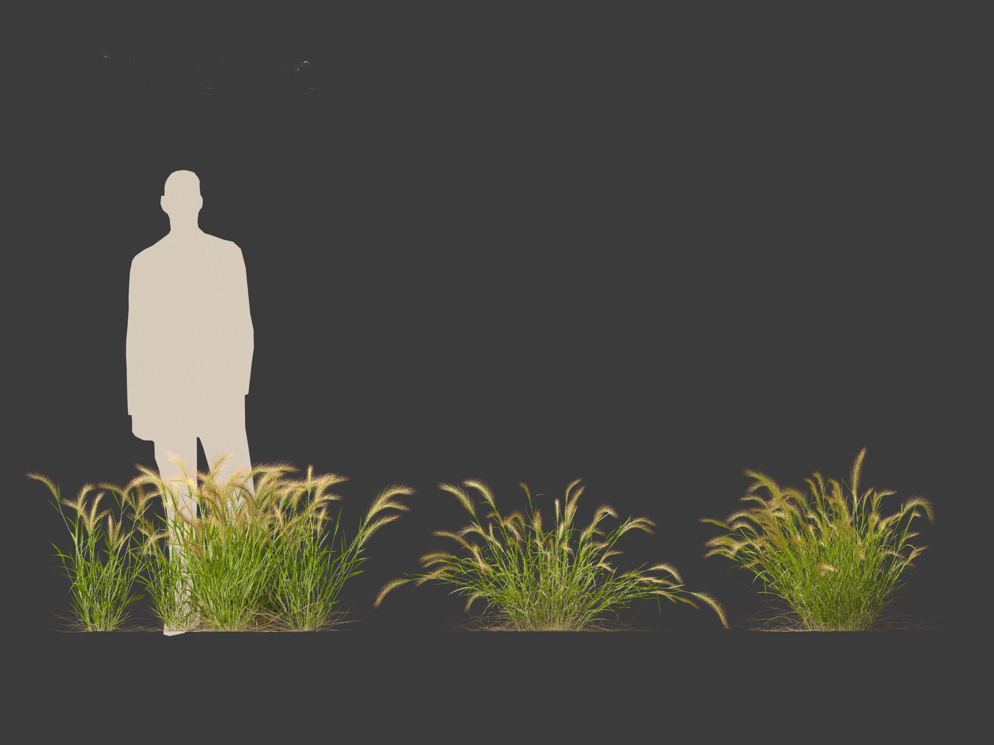 Hordeum jubatum - Foxtail Barley 3D model_17