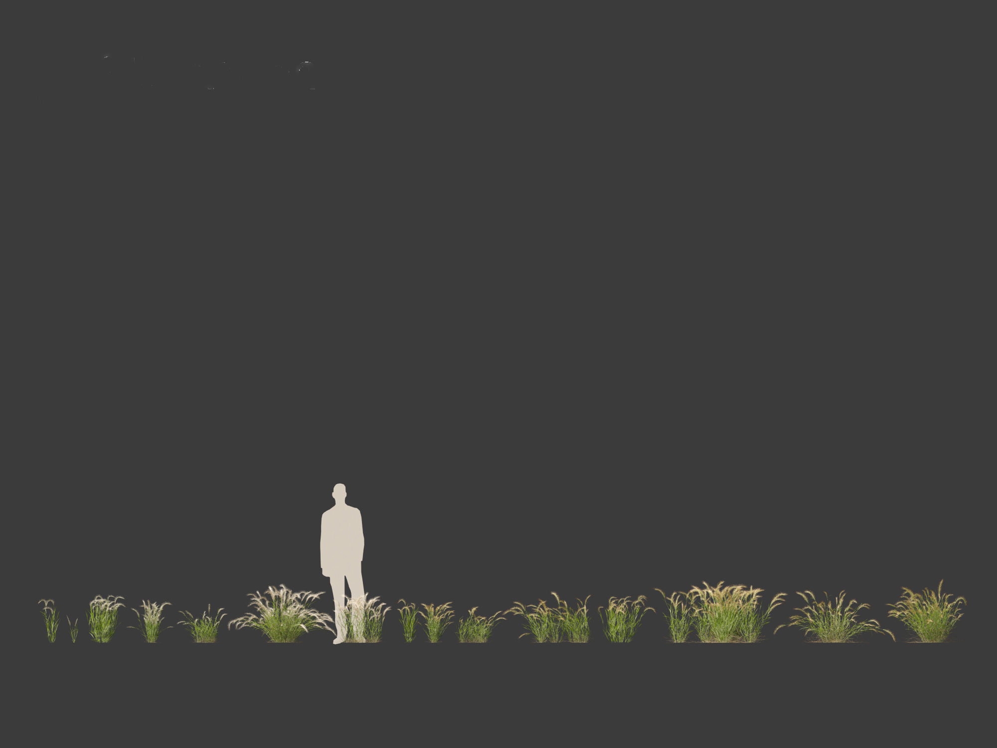 Hordeum jubatum - Foxtail Barley 3D model_12