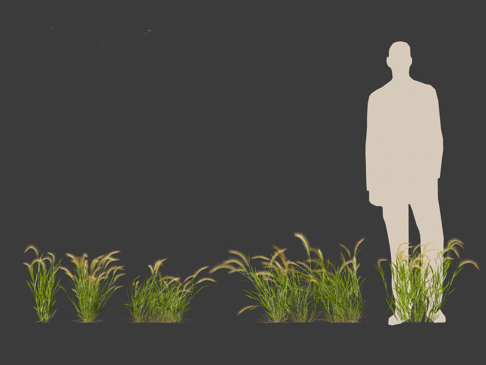 Hordeum jubatum - Foxtail Barley 3D model_16