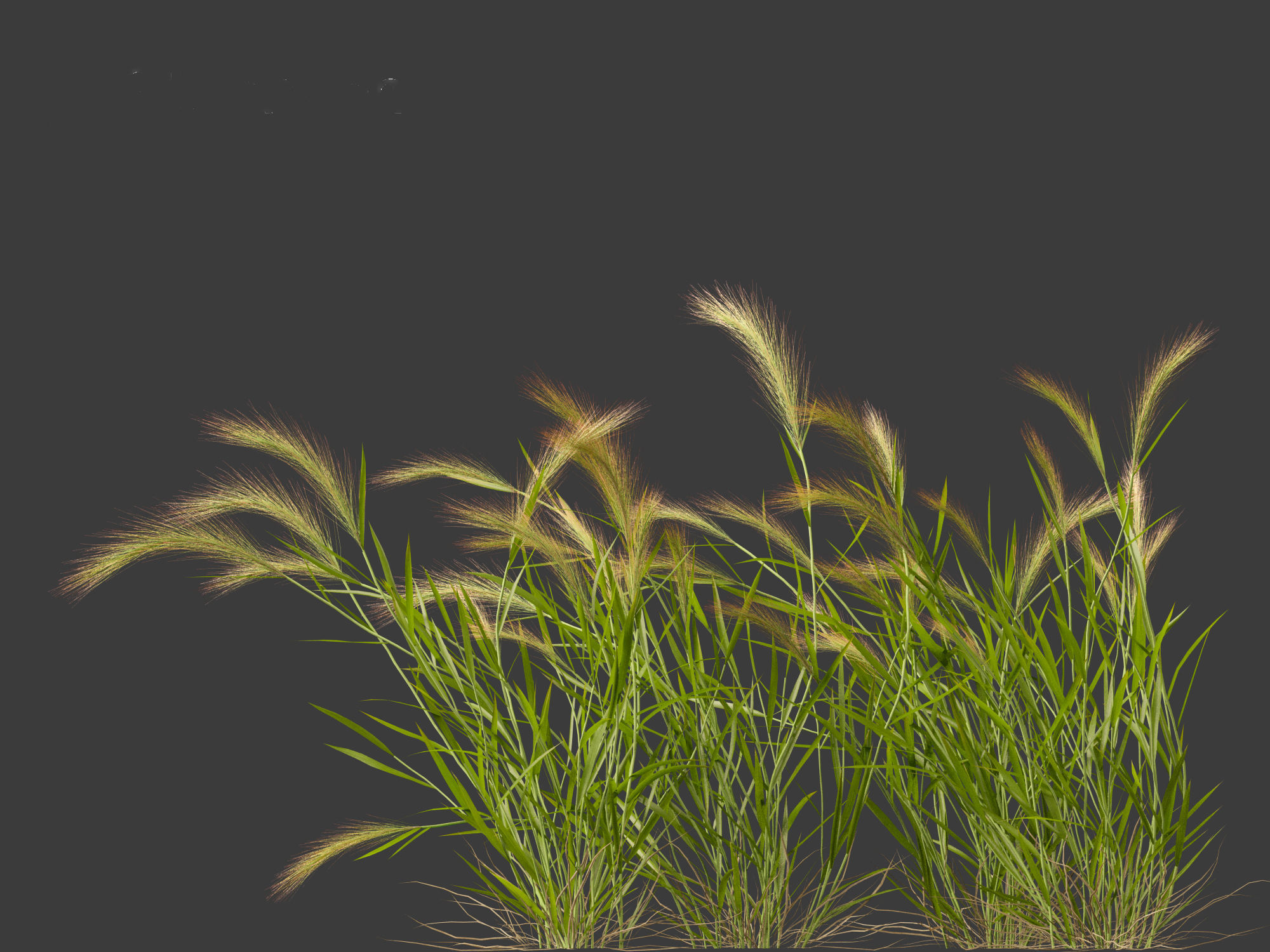 Hordeum jubatum - Foxtail Barley 3D model_9