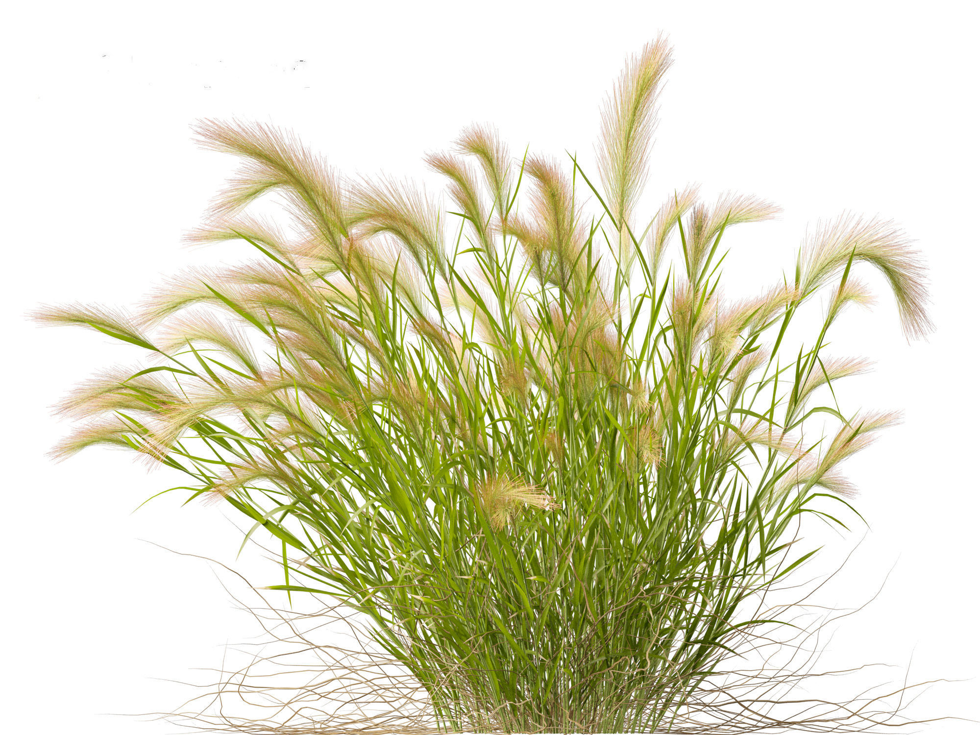 Hordeum jubatum - Foxtail Barley 3D model_7