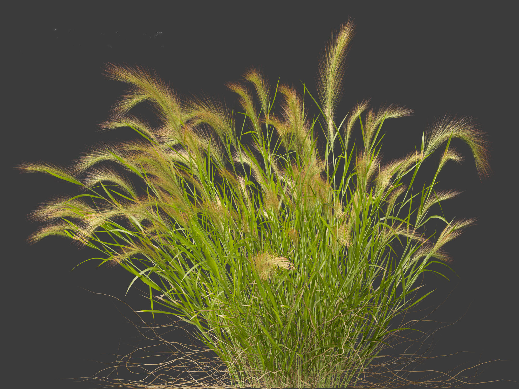 Hordeum jubatum - Foxtail Barley 3D model_6
