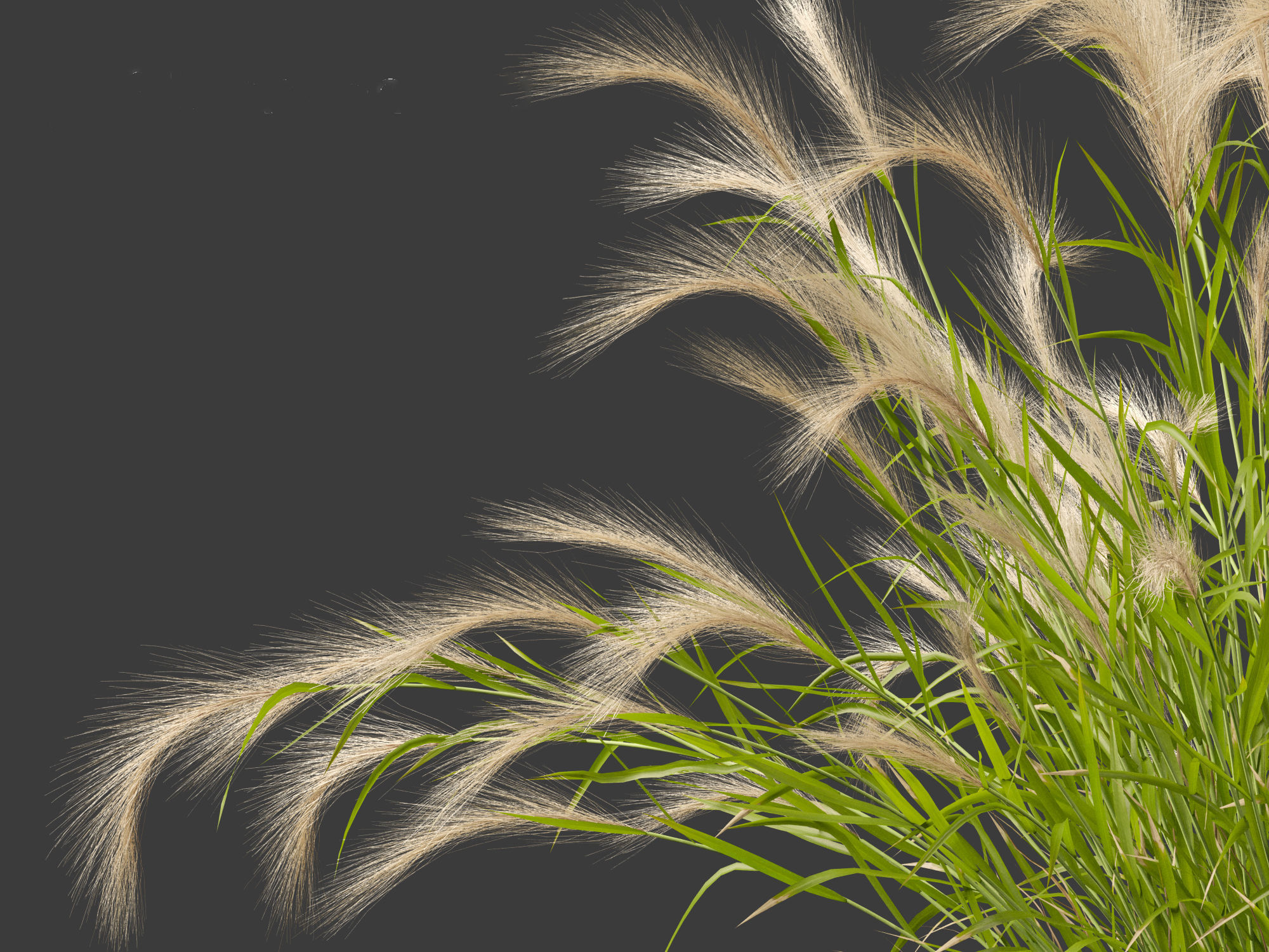 Hordeum jubatum - Foxtail Barley 3D model_5