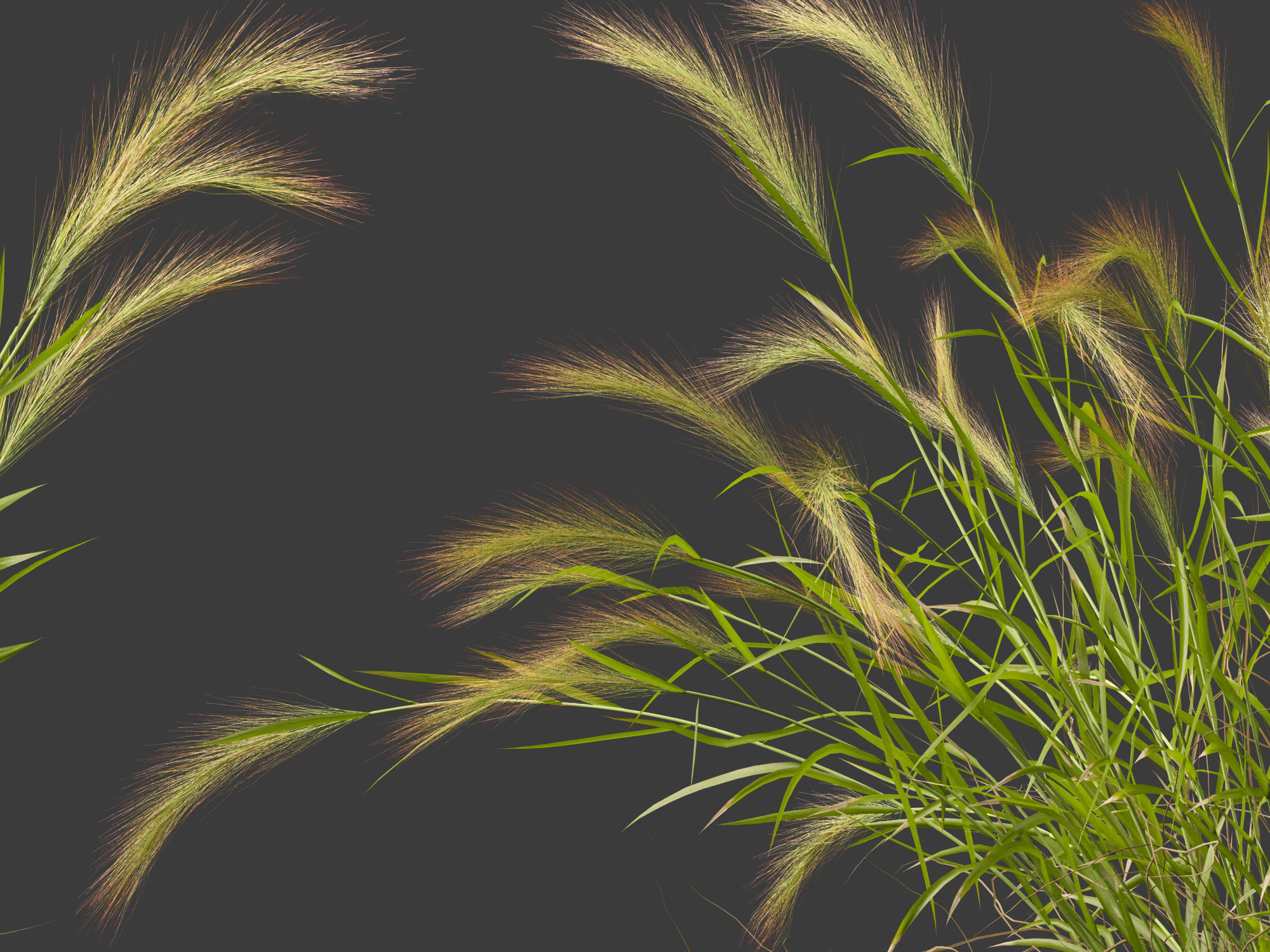 Hordeum jubatum - Foxtail Barley 3D model_3