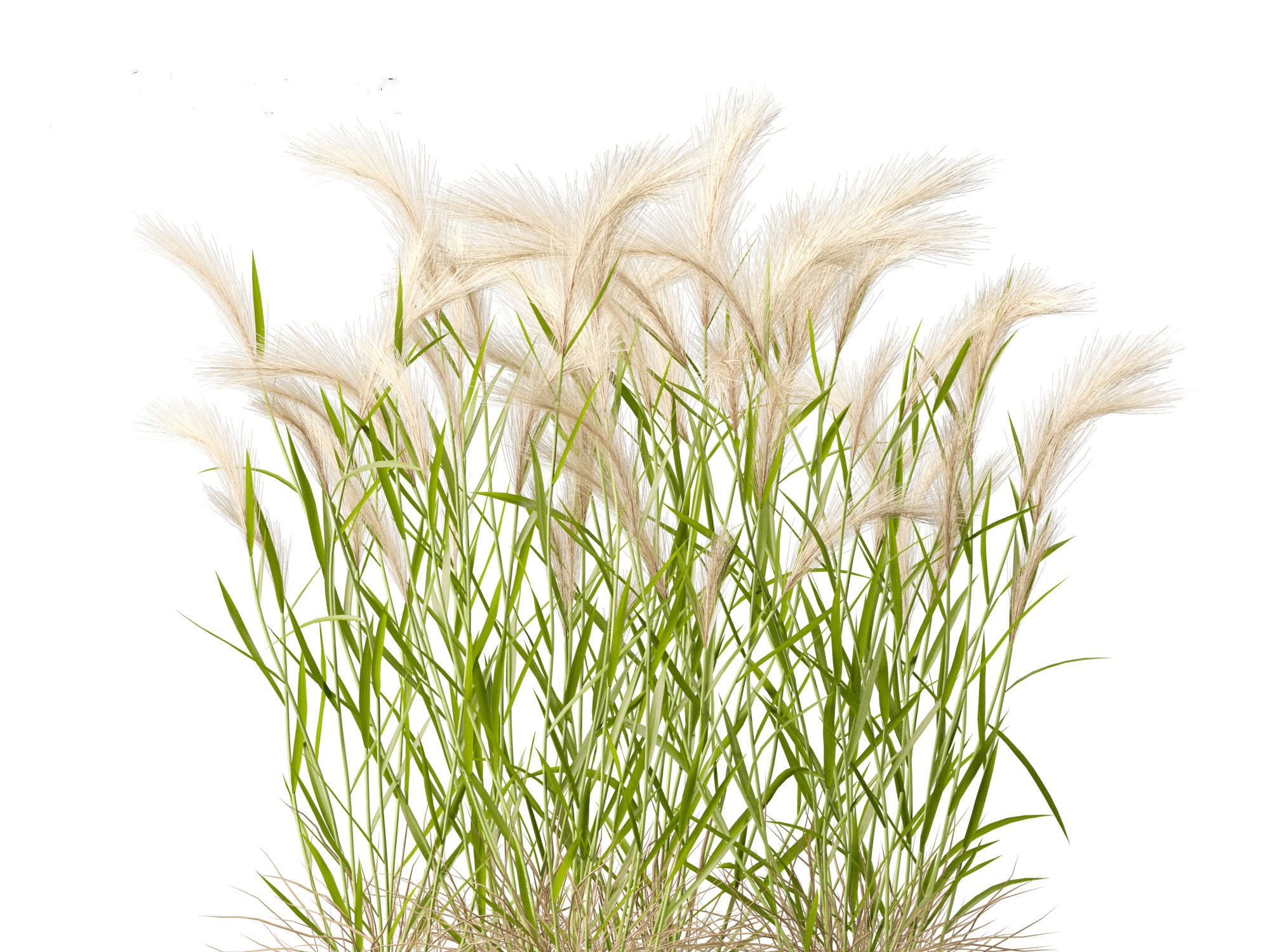 Hordeum jubatum - Foxtail Barley 3D model_11