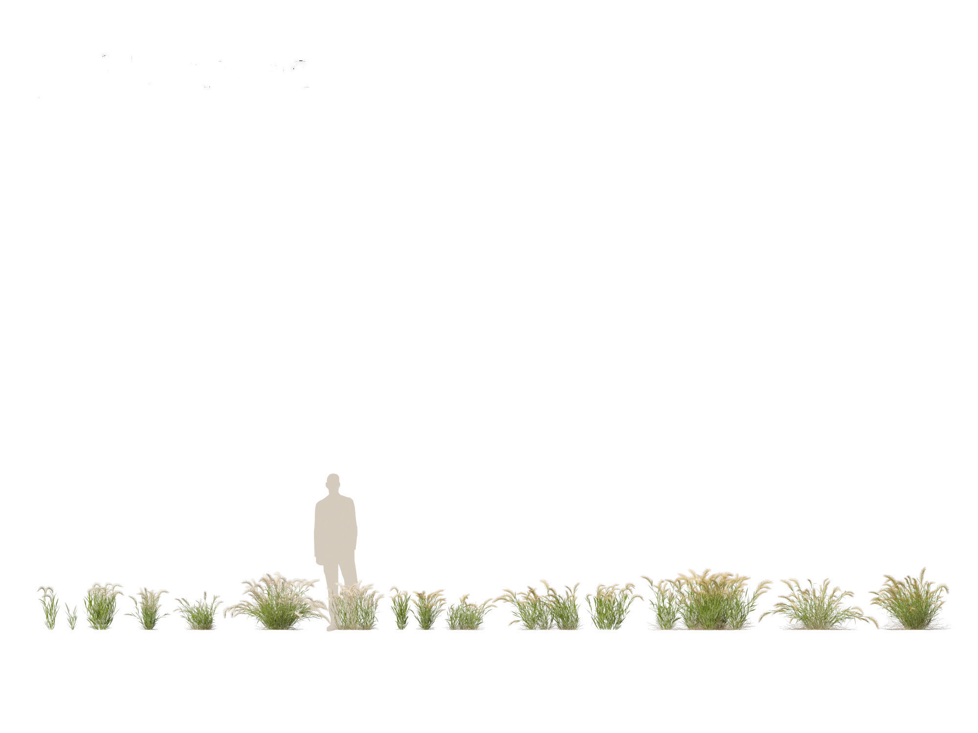 Hordeum jubatum - Foxtail Barley 3D model_1