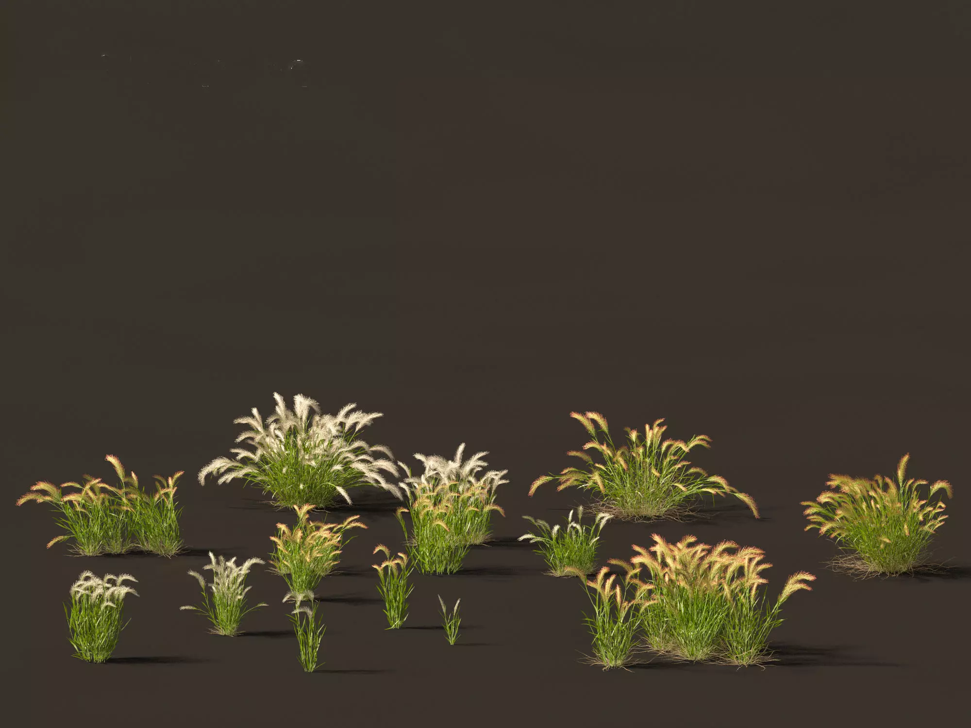 Hordeum jubatum - Foxtail Barley 3D model_0