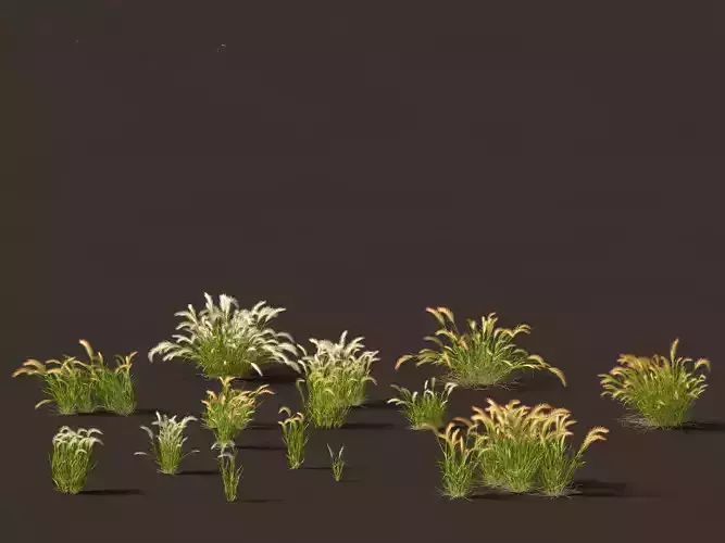 Hordeum jubatum - Foxtail Barley