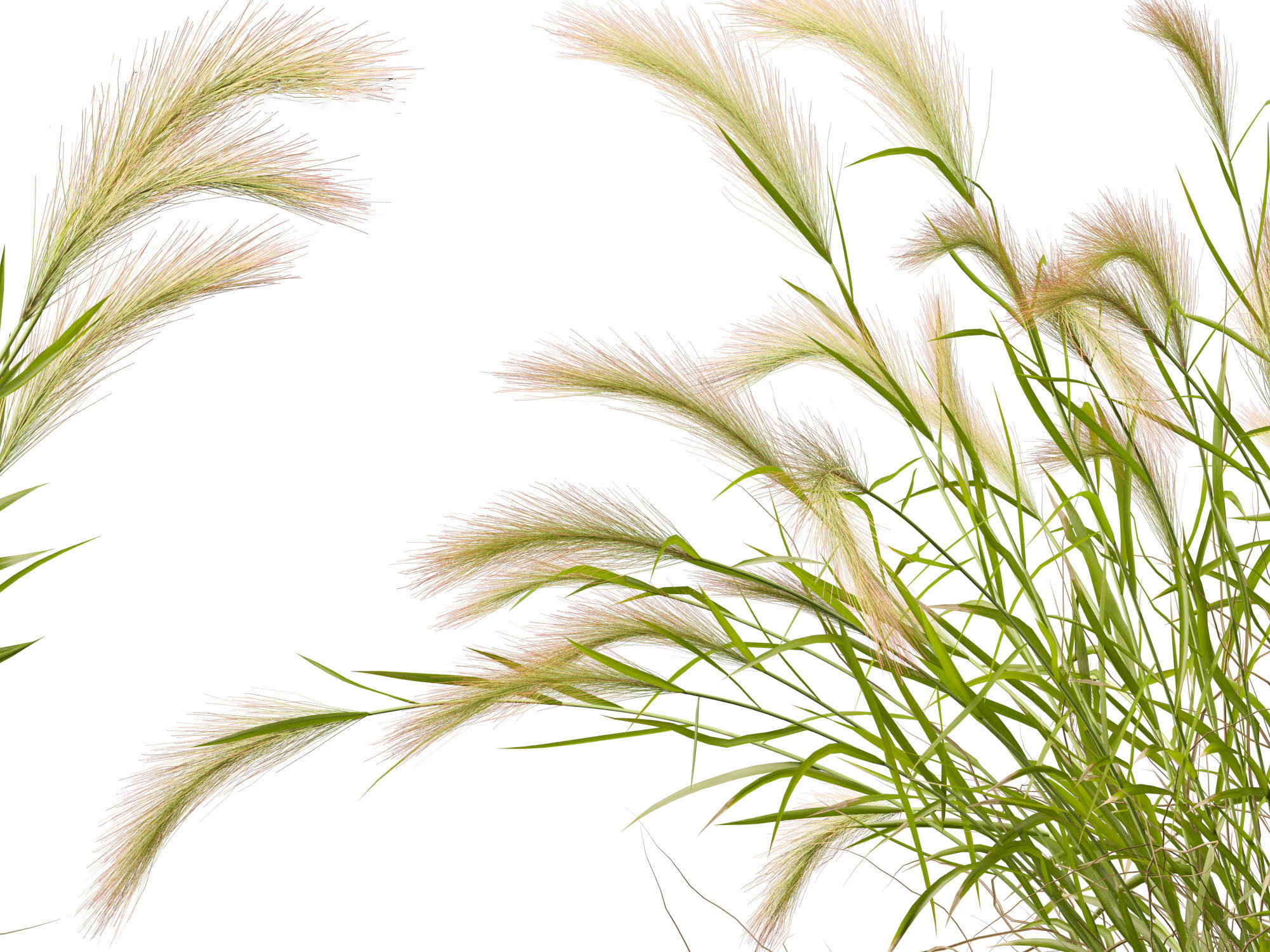 Hordeum jubatum - Foxtail Barley 3D model_2