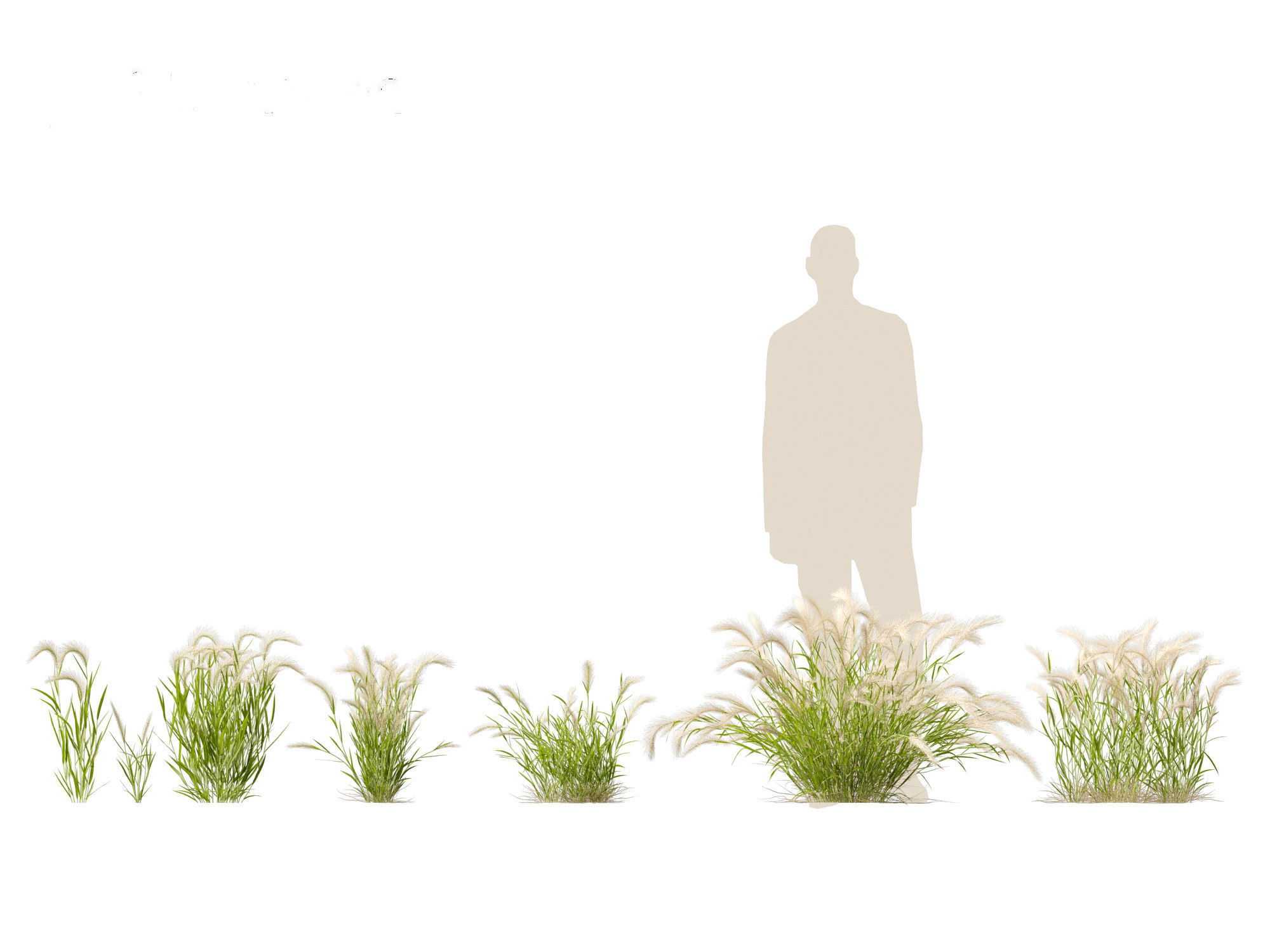 Hordeum jubatum - Foxtail Barley 3D model_13