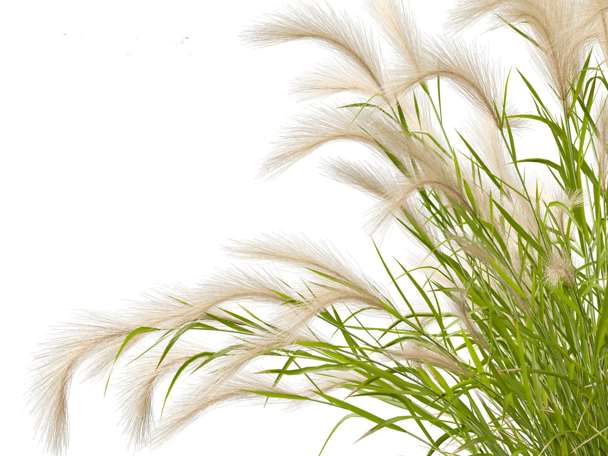 Hordeum jubatum - Foxtail Barley 3D model_4