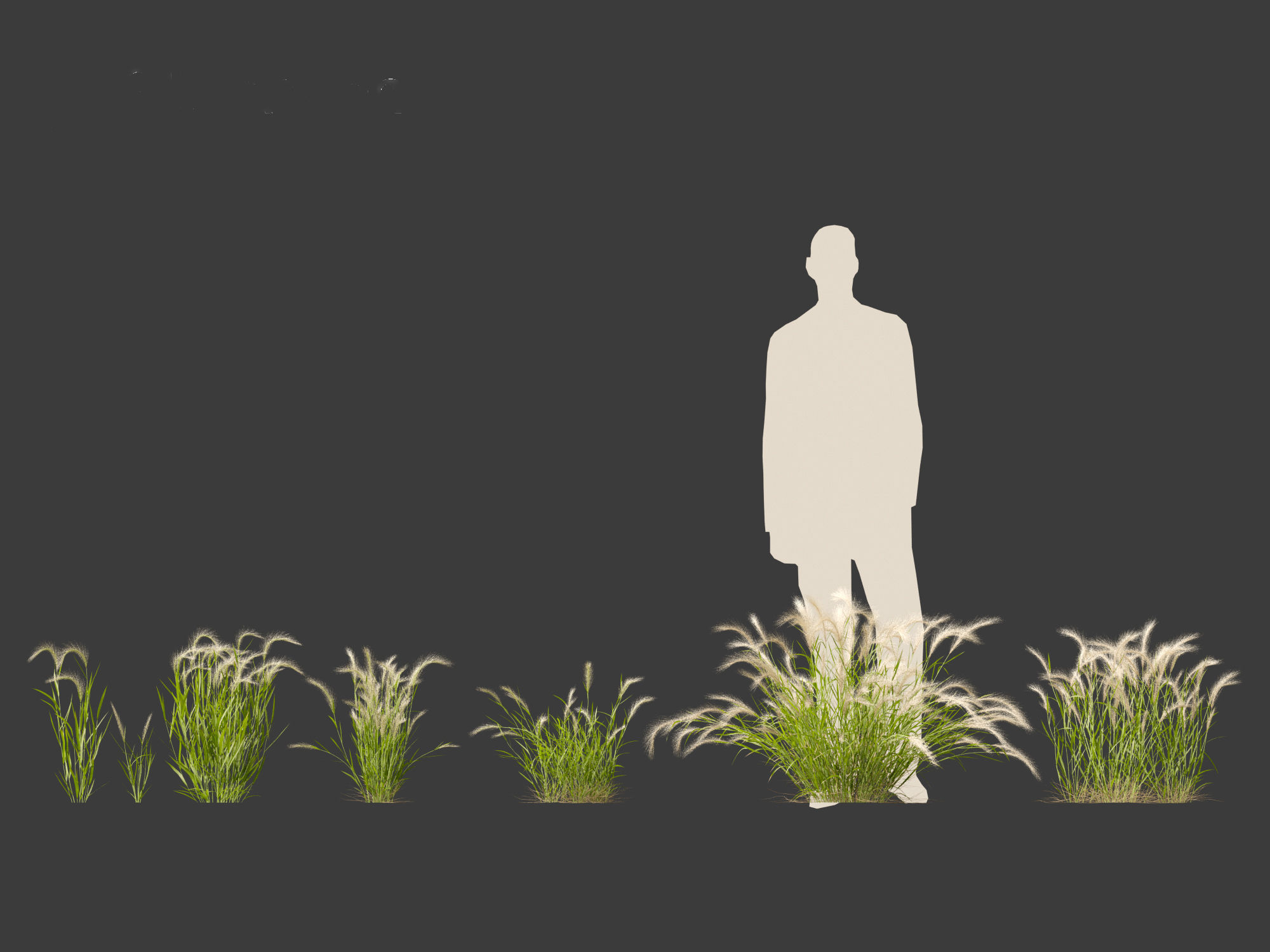 Hordeum jubatum - Foxtail Barley 3D model_14