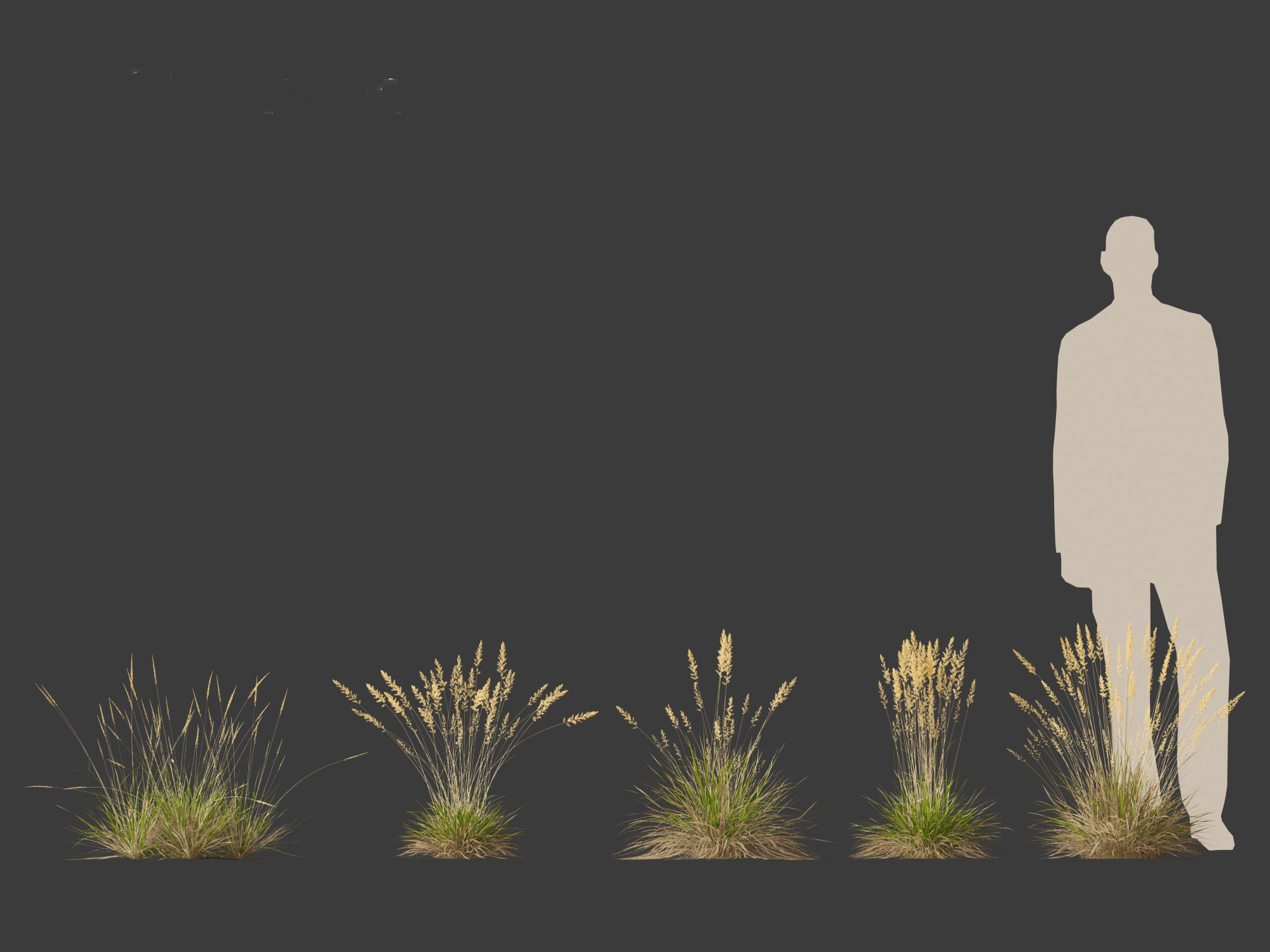 Koeleria macrantha - Prairie junegrass 3D model_10